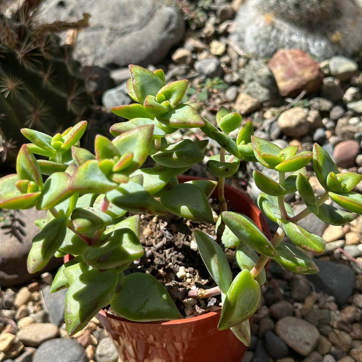 Crassula Rupestris 'High Voltage' - 4 Inch Assorted - Succulent - DesertScapeSucculent