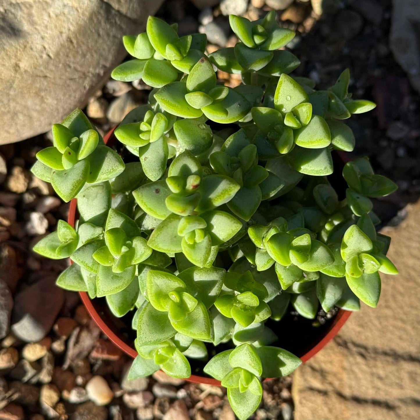 Crassula Rupestris 'Rosary Vine' - 4 Inch - Succulent - DesertScapeSucculent