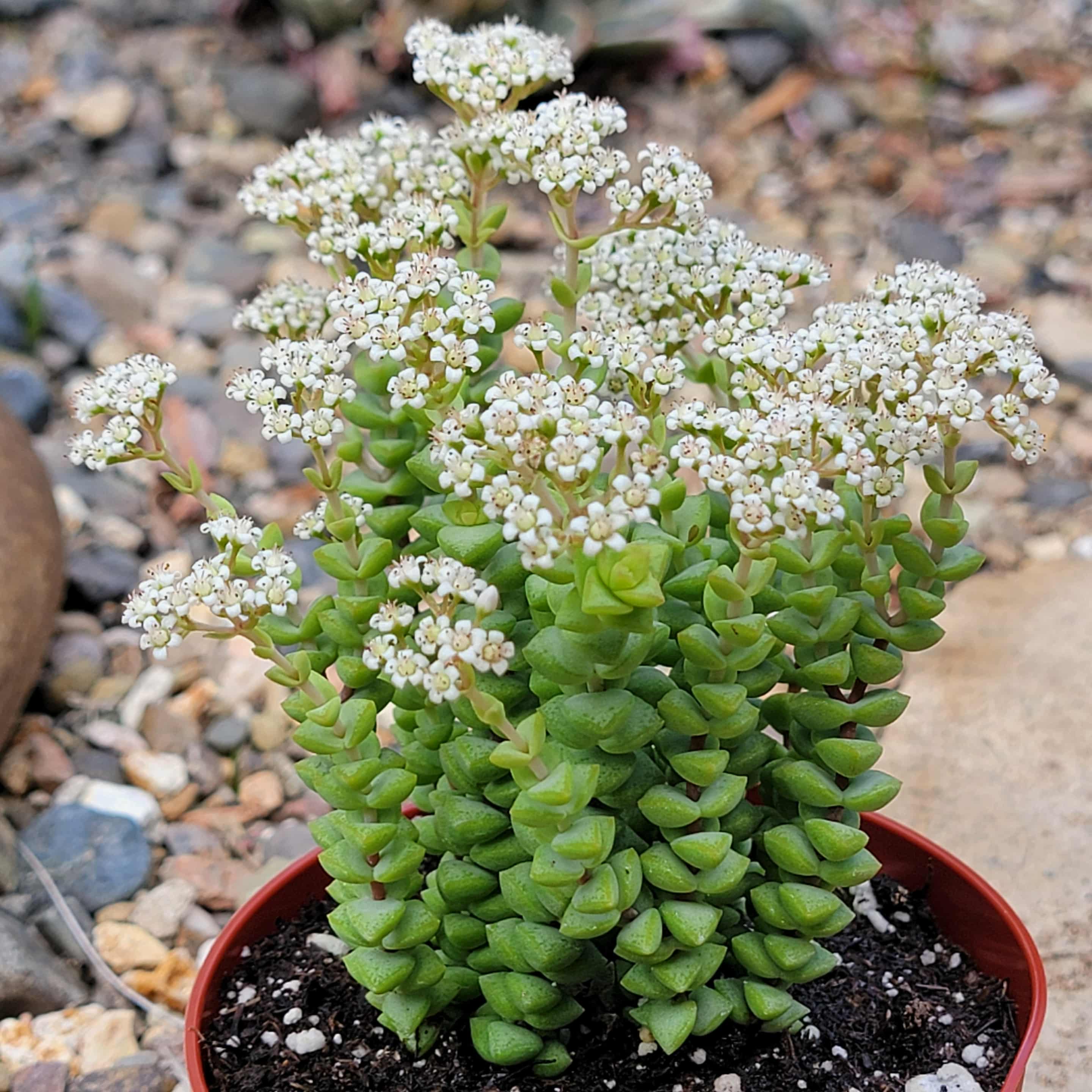 crassula succulent species Crassula Rupestris 'Tom Thumb' – DesertScapeSucculent