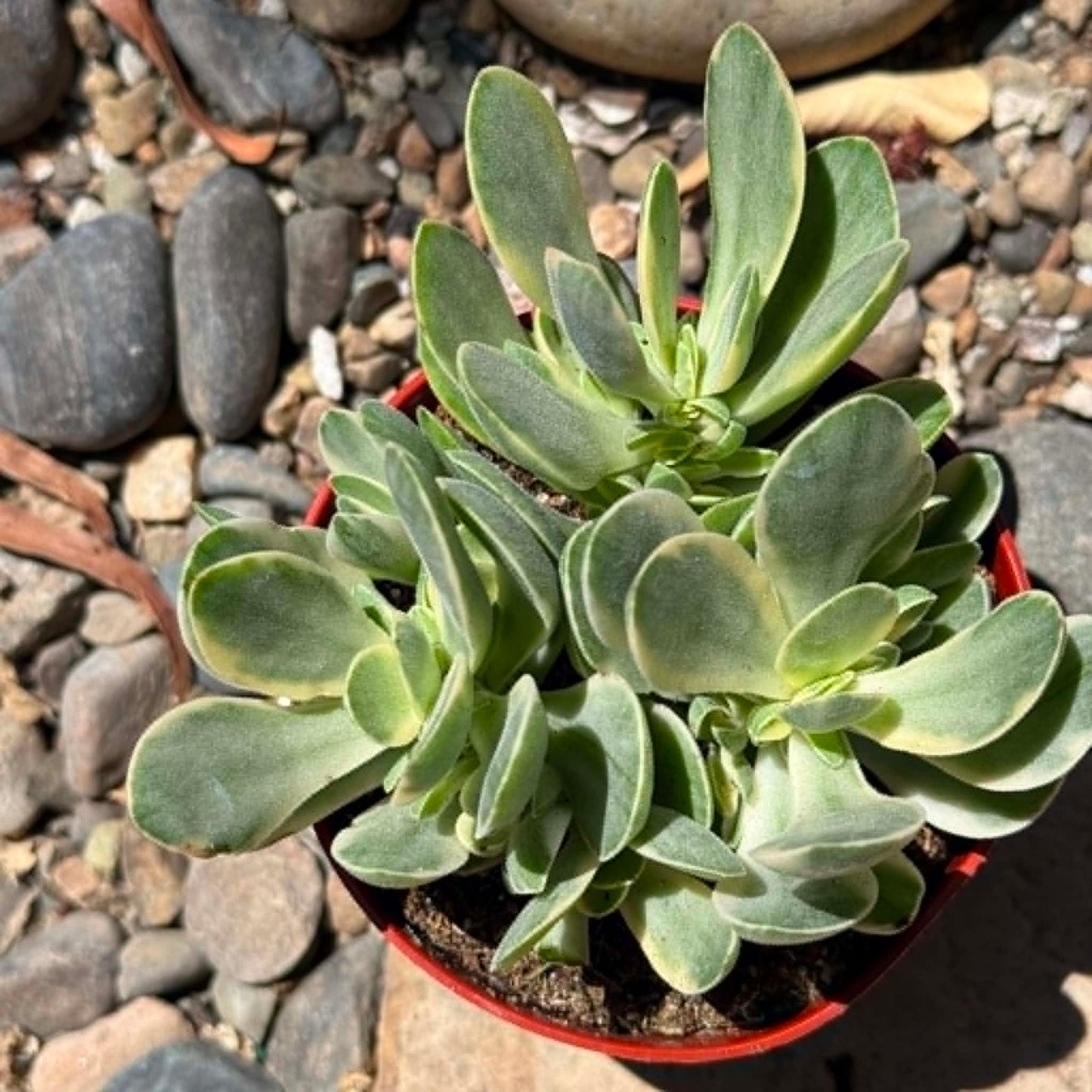 DesertScapeSucculent Succulent 4 Inch Crassula swaziensis Var. 'Money Maker'