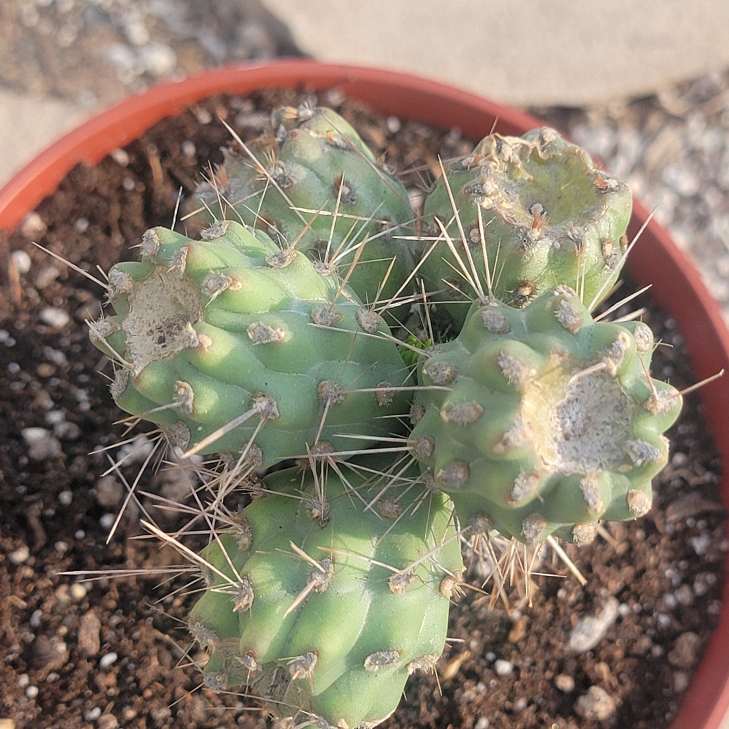 Cylindropuntia prolifera 'Coastal cholla' - 6 Inch Assorted - Cactus - DesertScapeSucculent