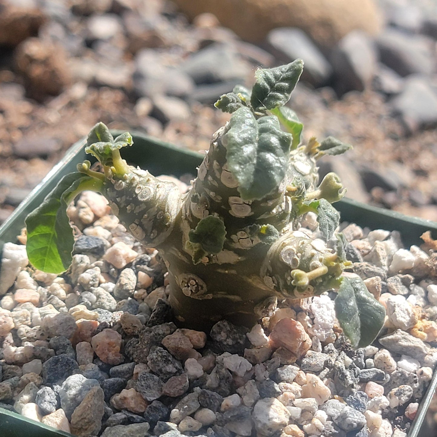 Dorstenia aff foetida 'Grendelion' - 4 Inch Assorted - Succulent - DesertScapeSucculent