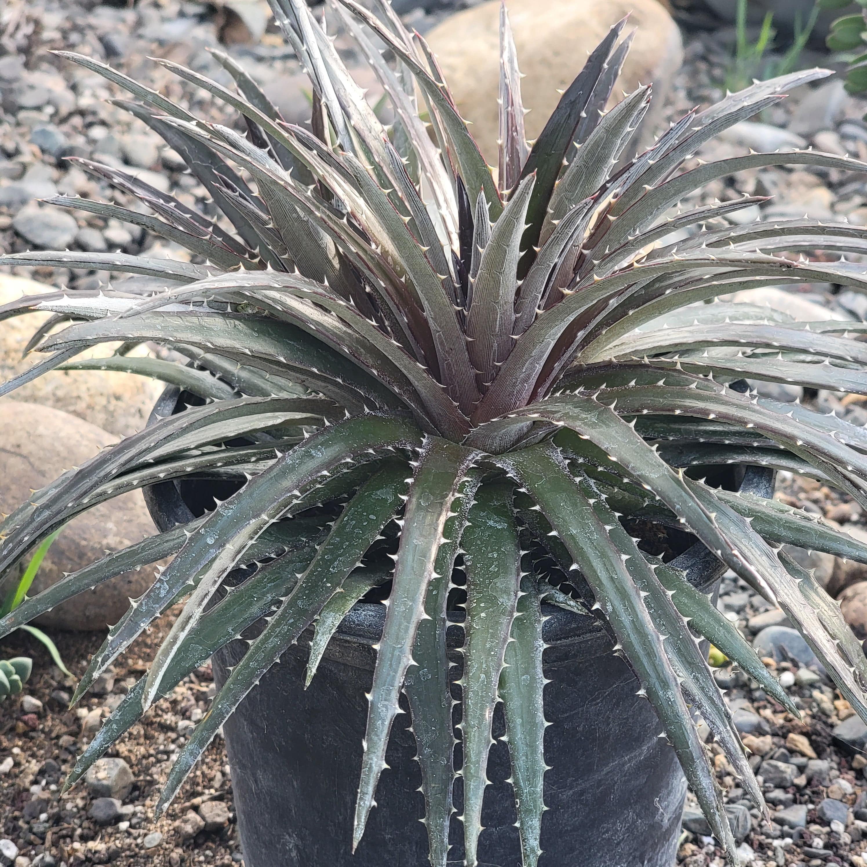 cotyledon burgundy ice succulent Dyckia 'Burgundy Ice'