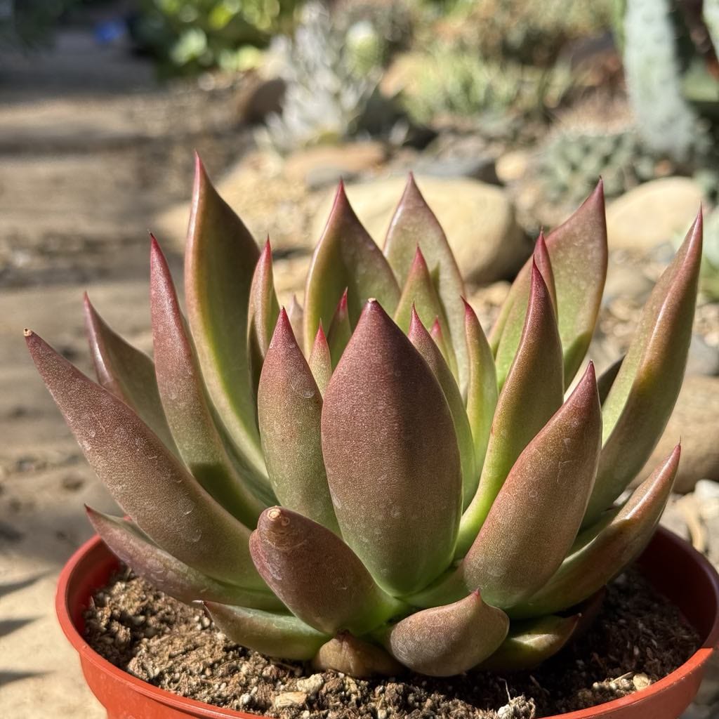 Echeveria agavoides 'Super Red' - 6 Inch Assorted - Succulent - DesertScapeSucculent