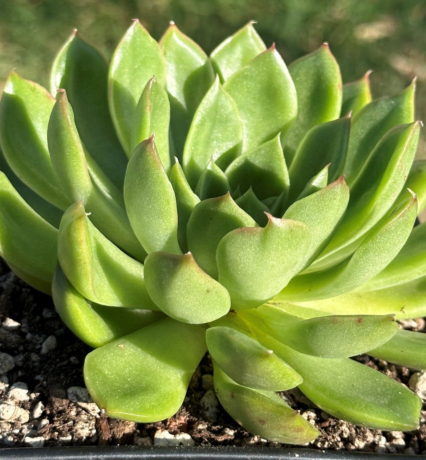 Echeveria Agavoides Variegated - Single 6B - Succulent - DesertScapeSucculent