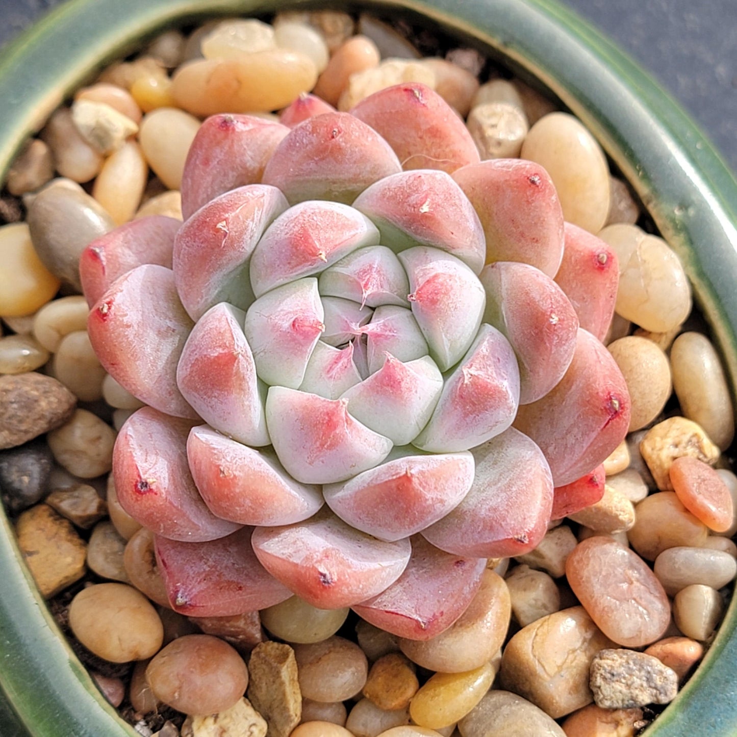 Echeveria 'Alba Beauty' - 3.5 Inch Assorted - Succulent - DesertScapeSucculent