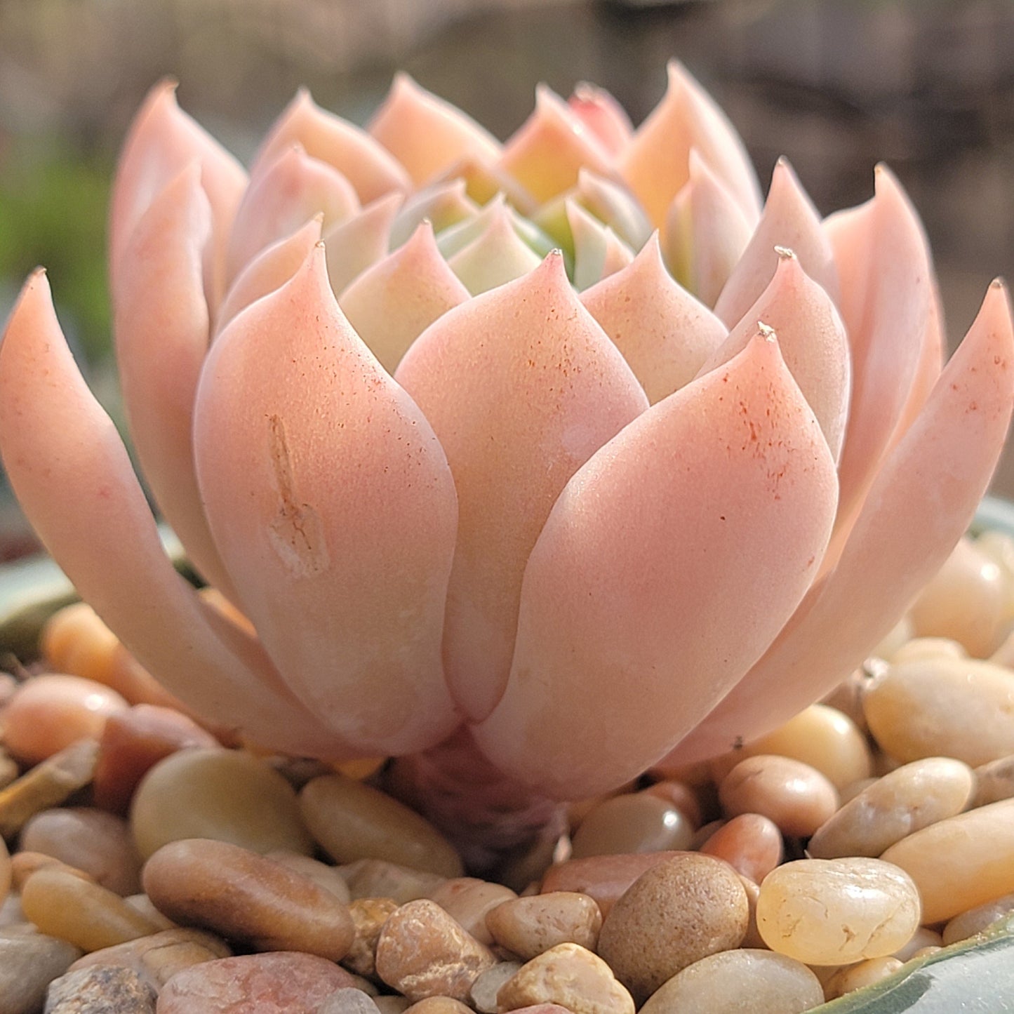 Echeveria 'Anna' - 3.5 Inch Assorted - Succulent - DesertScapeSucculent