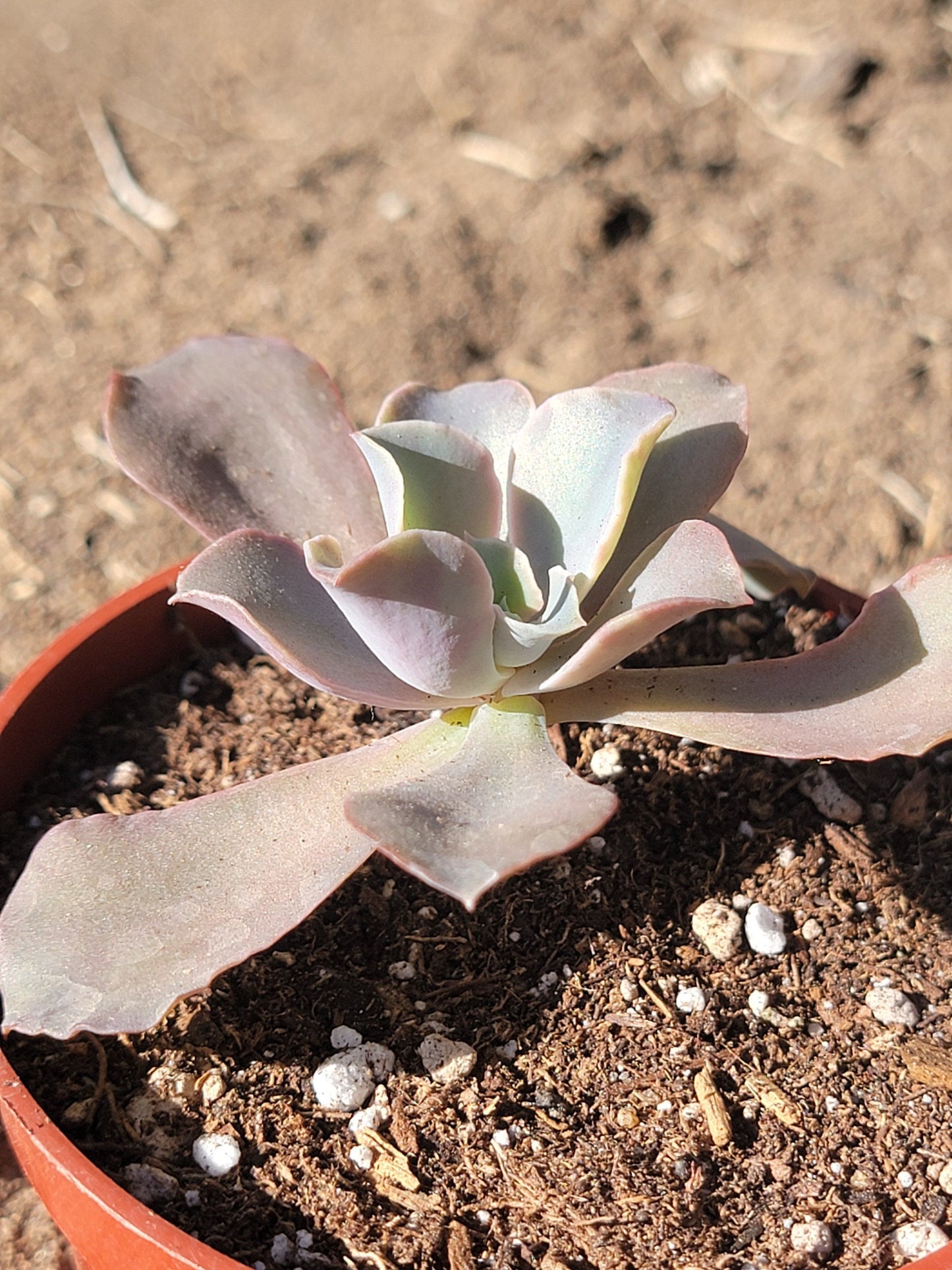 Echeveria 'Aquarius' - 3.5 Inch Assorted - Succulent - DesertScapeSucculent