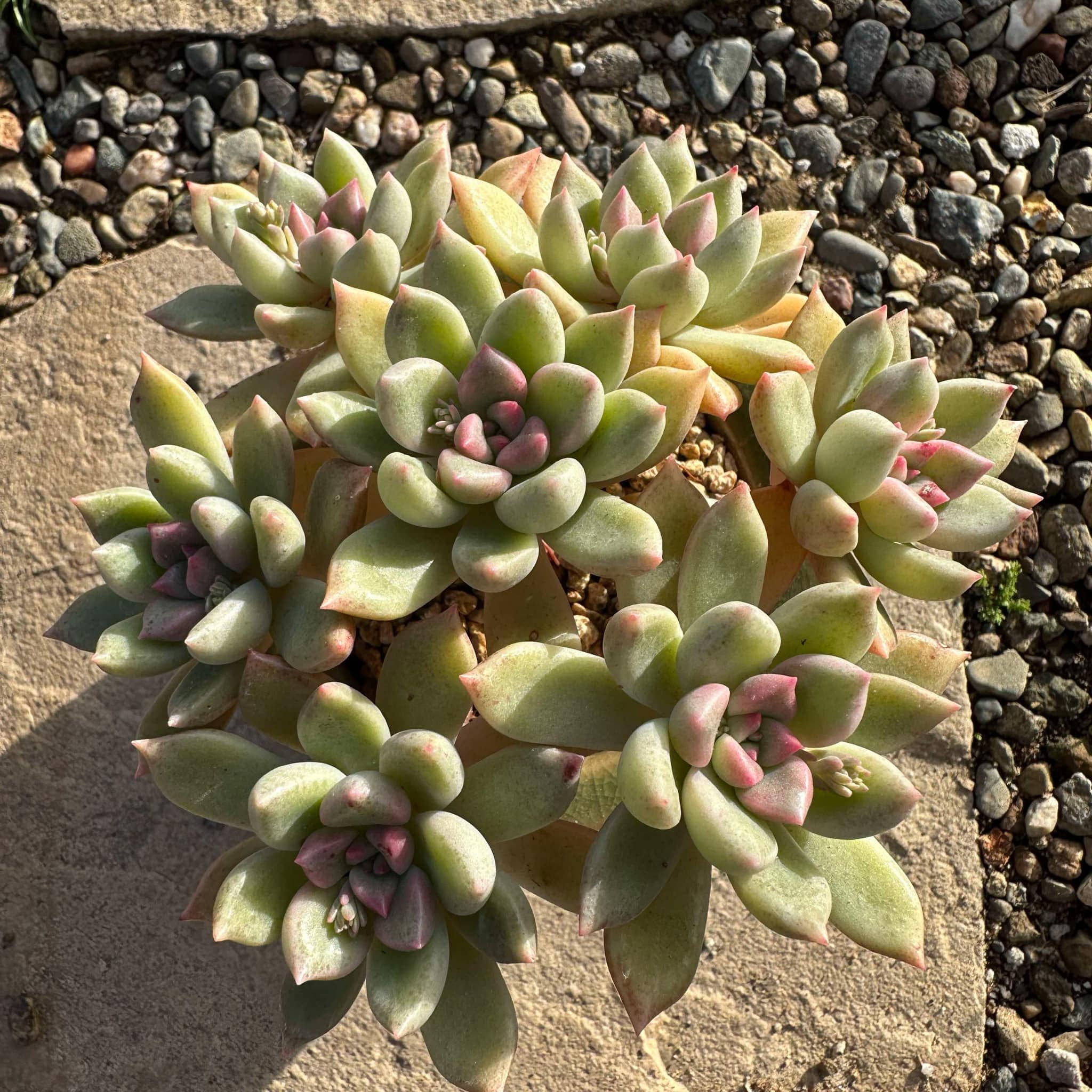 jc succulents Echeveria 'Arzee'