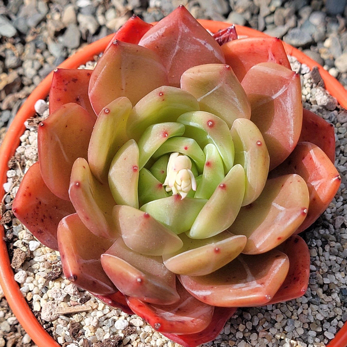 Echeveria 'Baekya' 'White Knight' - 6 Inch Assorted - Succulent - DesertScapeSucculent
