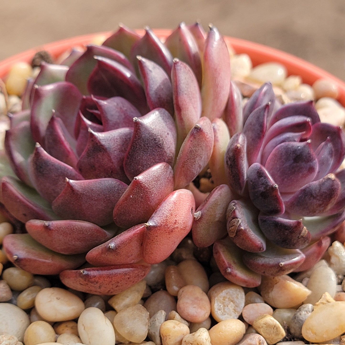Echeveria 'Black Queen' - 6 Inch Double Assorted - Succulent - DesertScapeSucculent