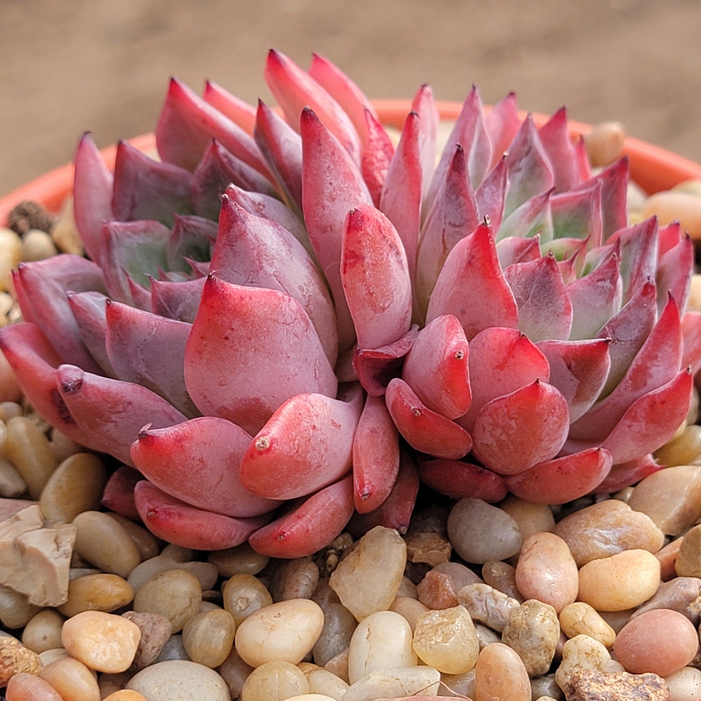 Echeveria 'Black Swan' - 4 Inch Double Assorted - Succulent - DesertScapeSucculent