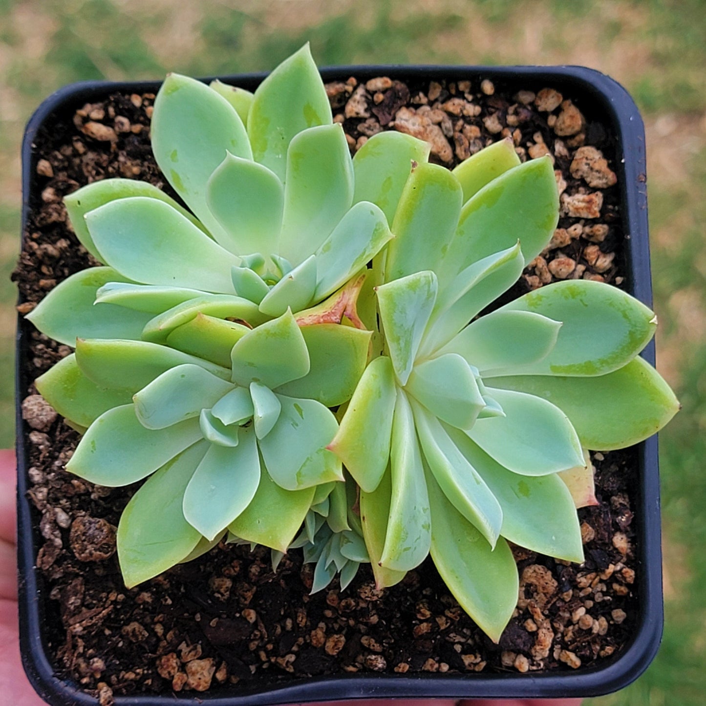 Echeveria 'Blue Atoll' Cluster - Single 4A - Succulent - DesertScapeSucculent