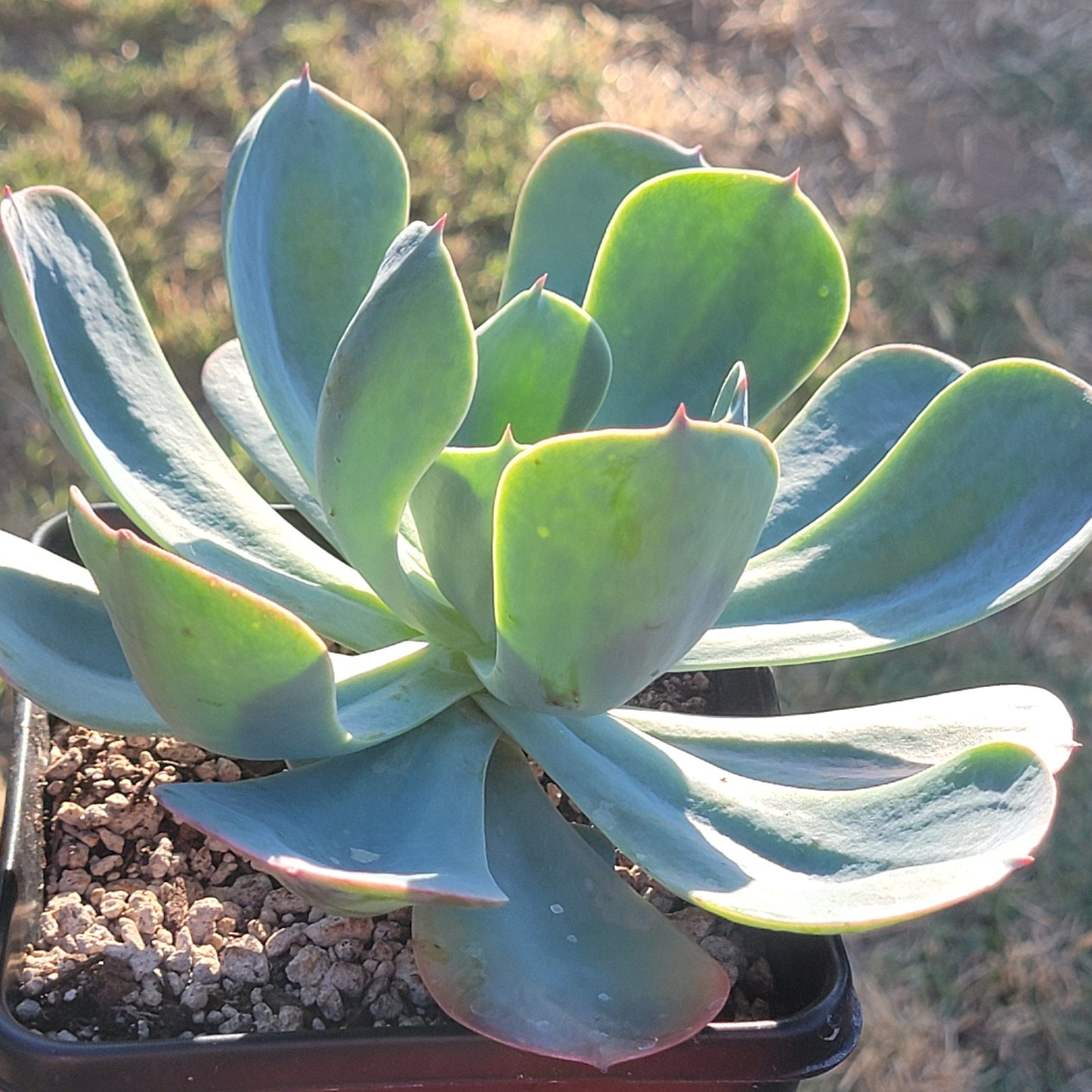 Echeveria 'Blue Boy' - Single 6A - Succulent - DesertScapeSucculent
