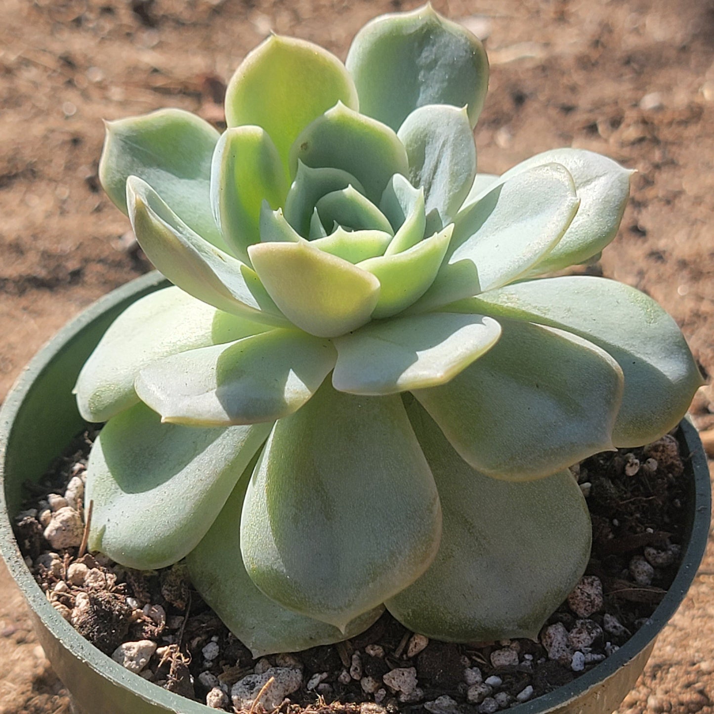 Echeveria 'Blue Surprise' - 4 Inch Assorted - Succulent - DesertScapeSucculent