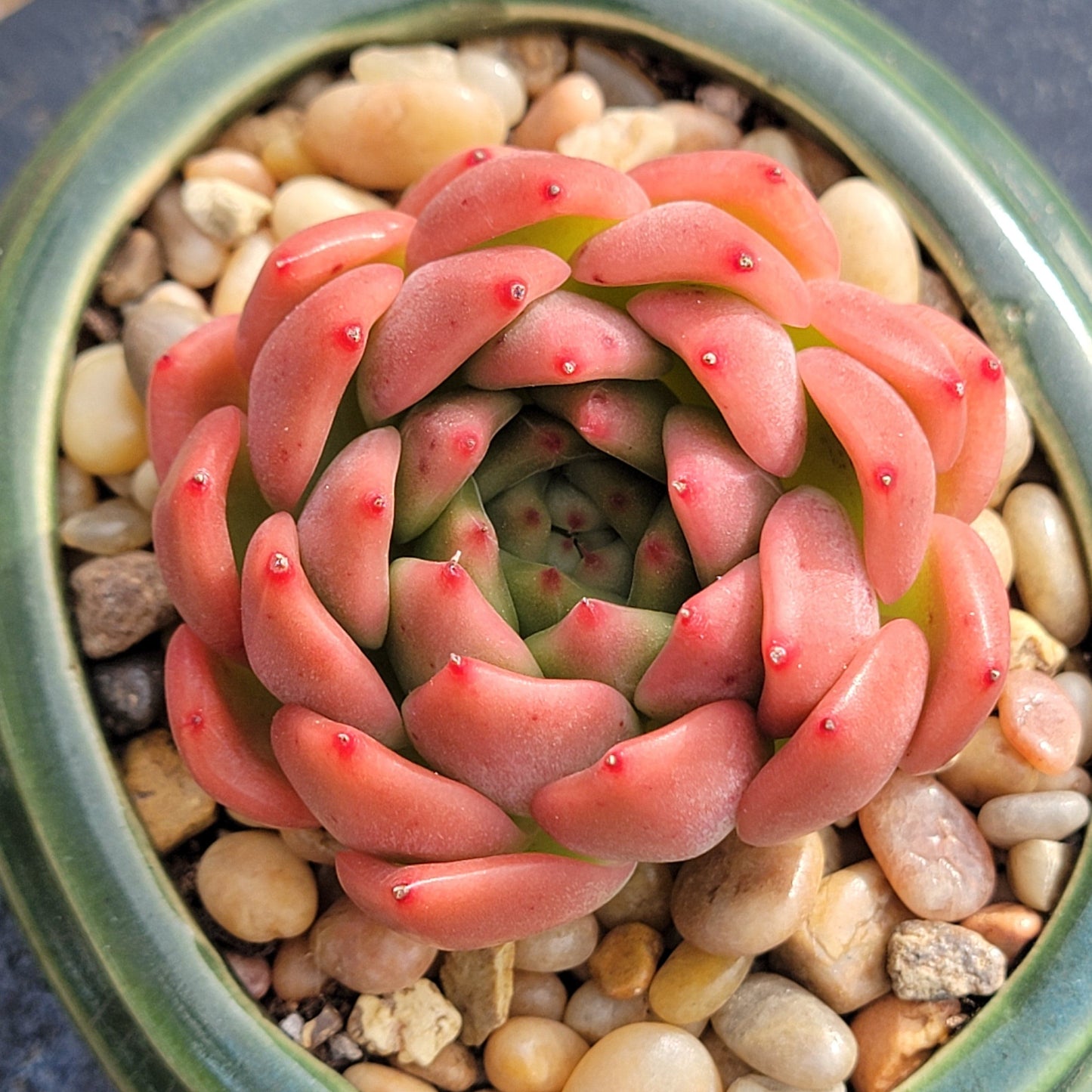 Echeveria 'Bradley' - 3.5 Inch Assorted - Succulent - DesertScapeSucculent