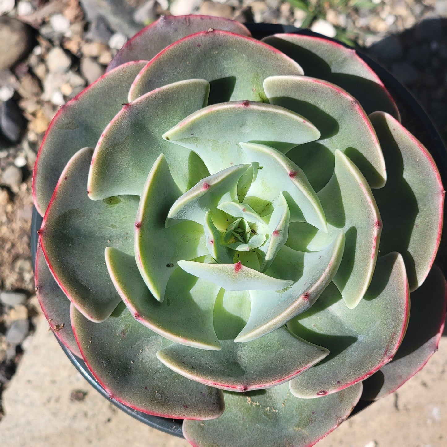 Echeveria ‘Cassyz Winter’ - 4 Inch Assorted - Succulent - DesertScapeSucculent