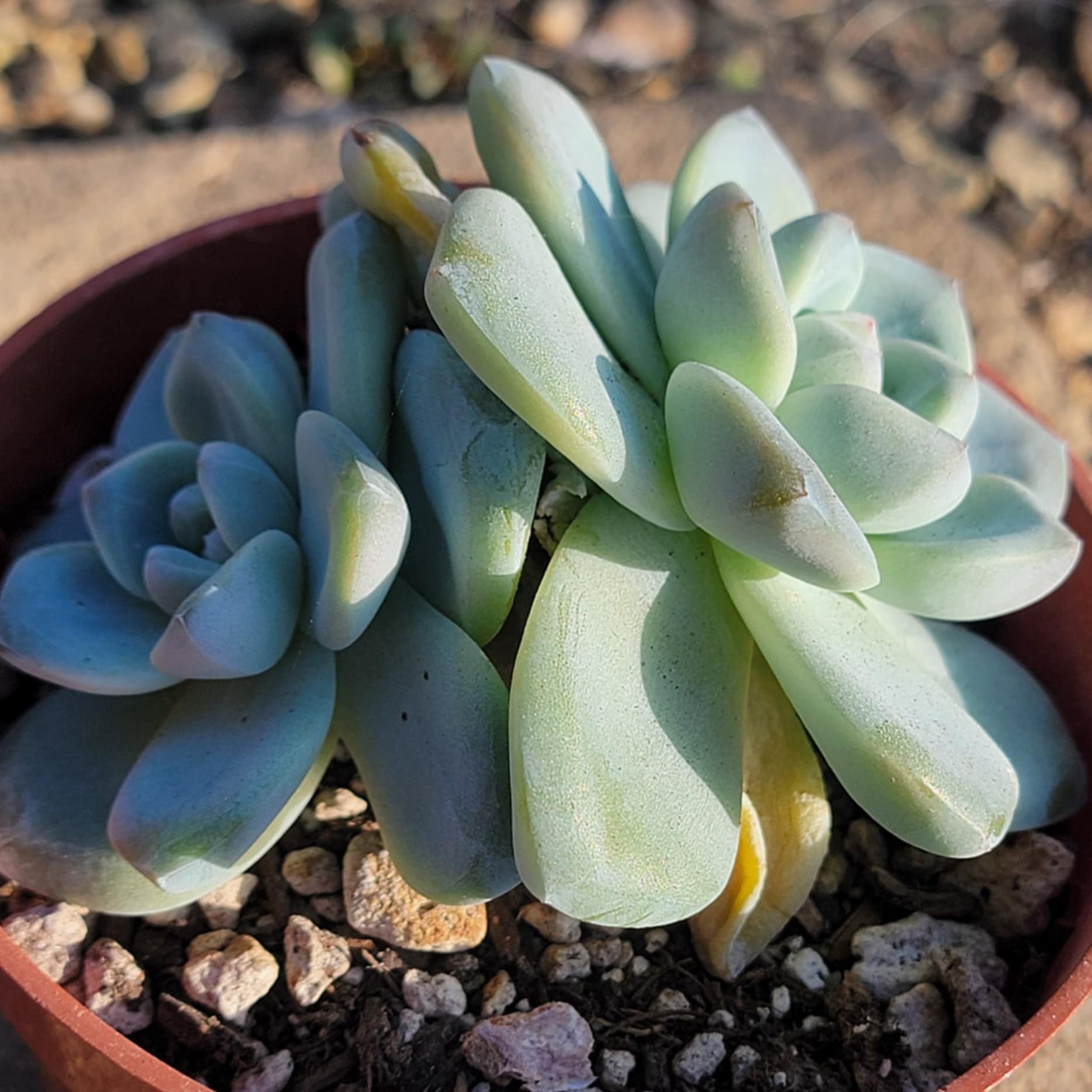 giant succulent plant Echeveria cv 'Laulindsayana Monroe' – DesertScapeSucculent