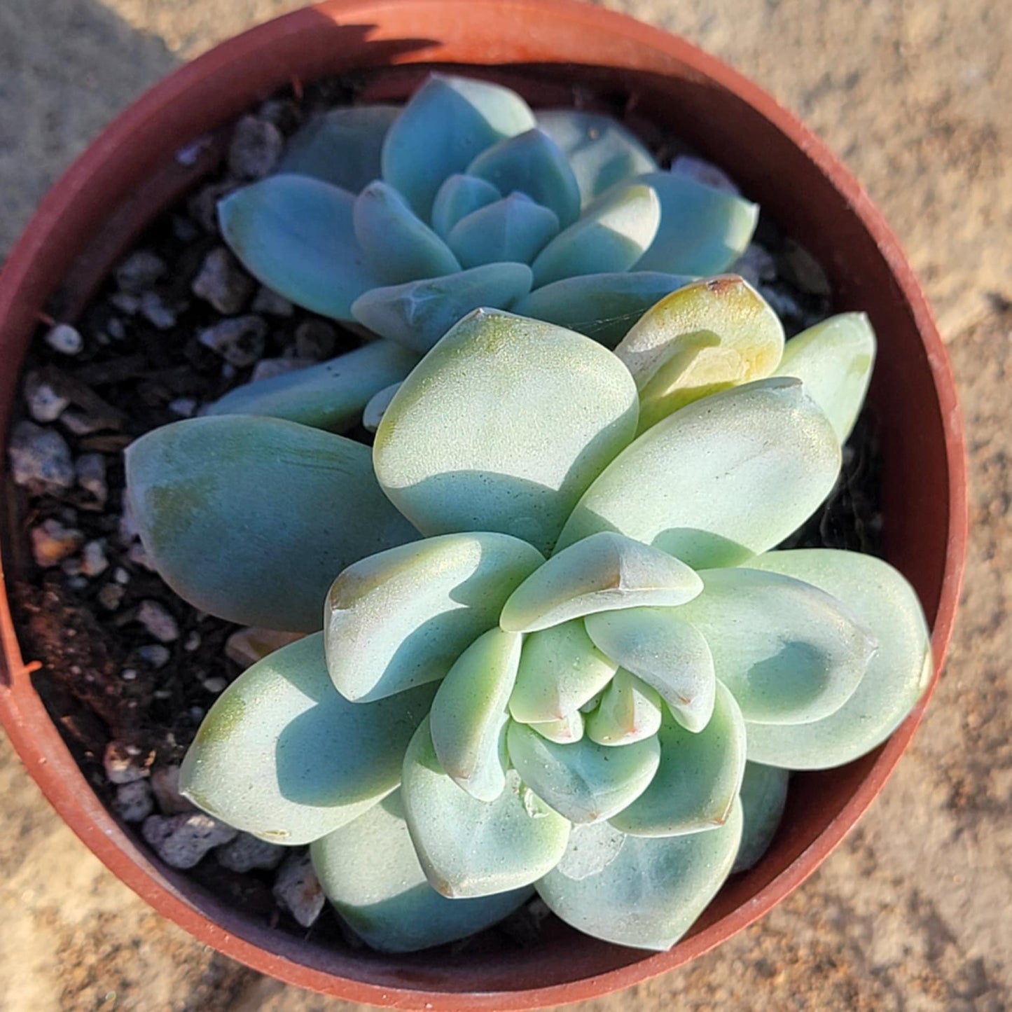 Echeveria cv 'Laulindsayana Monroe' - 4 Inch Assorted - Succulent - DesertScapeSucculent