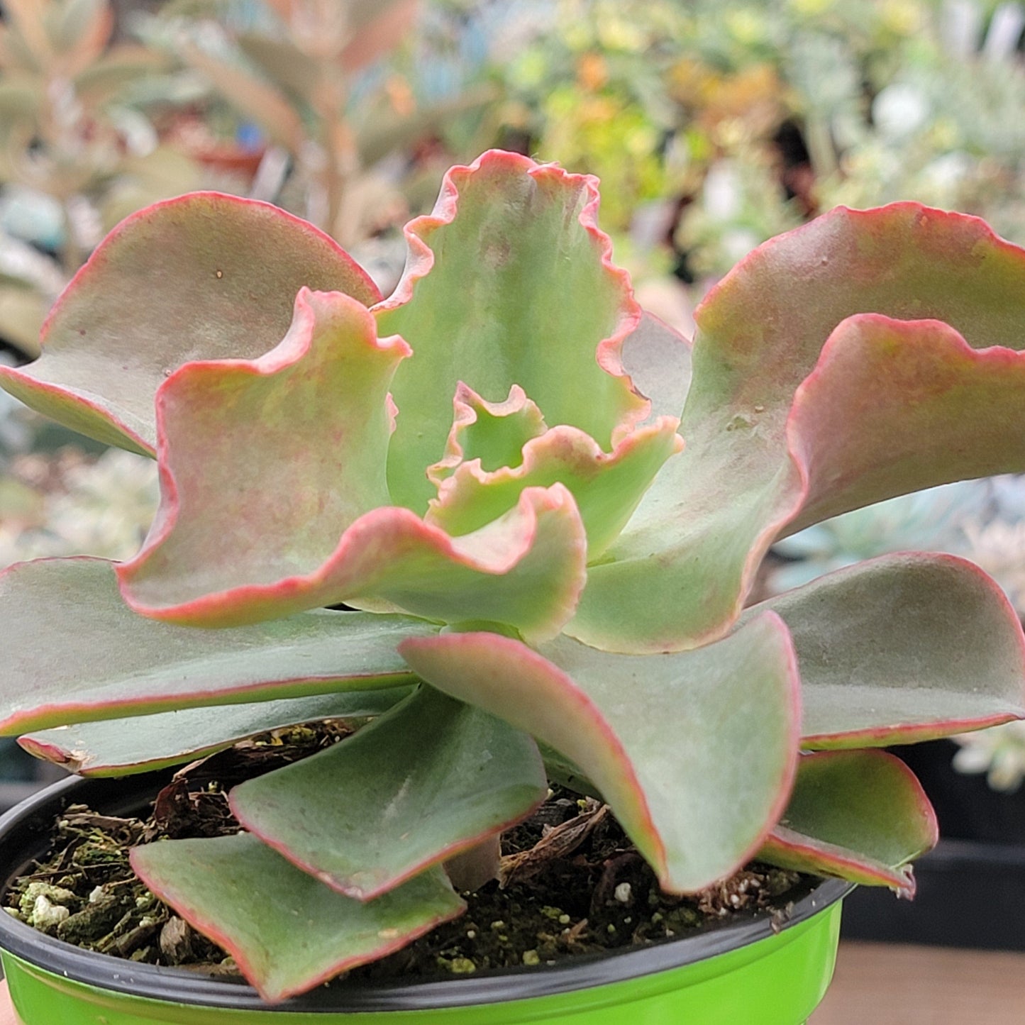 Echeveria 'Dick's Pink' - 4 Inch Assorted - Succulent - DesertScapeSucculent