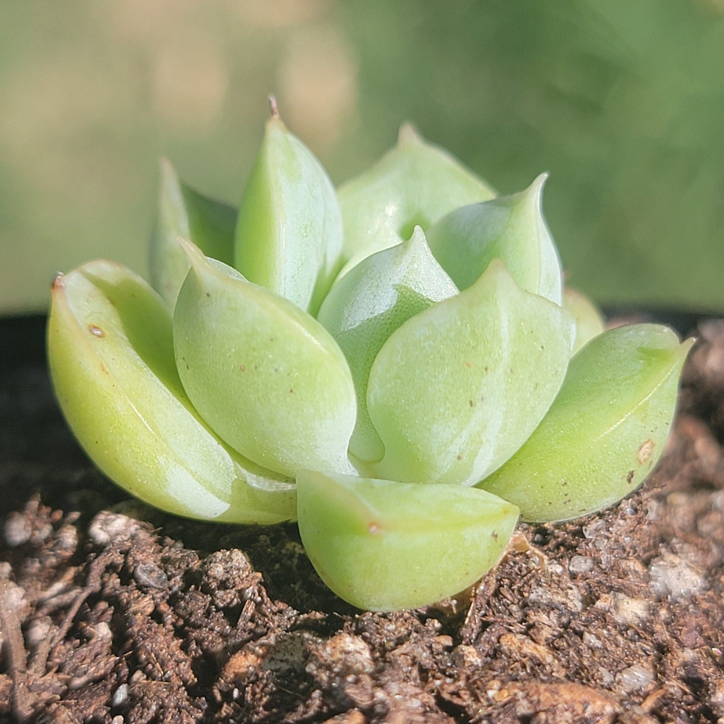 Echeveria 'Elegans Alba' - Single 3A - Succulent - DesertScapeSucculent