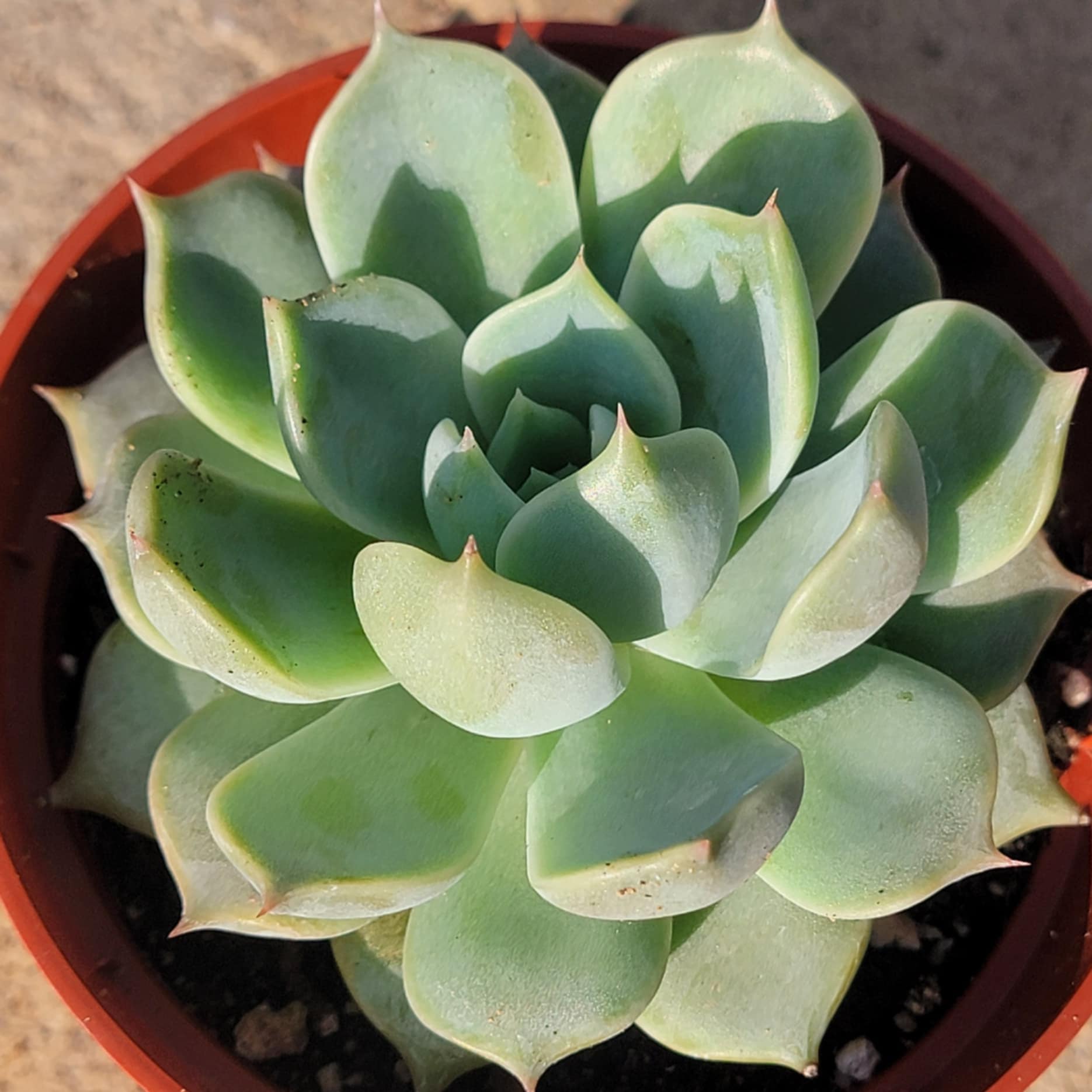 mexican snowball succulent care Echeveria Elegans 'Mexican Snowball' – DesertScapeSucculent