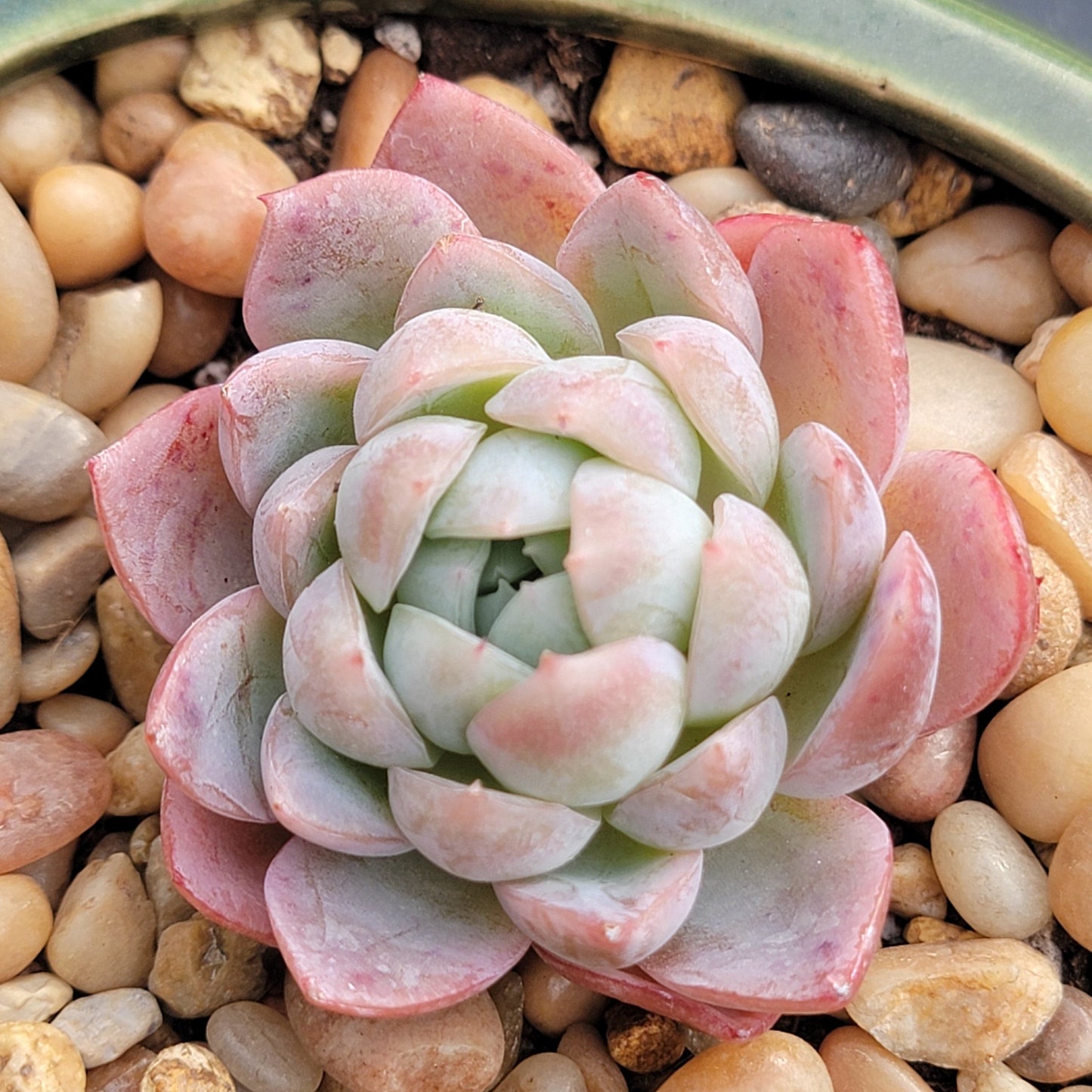Echeveria 'Eungabi' - 3.5 Inch Assorted - Succulent - DesertScapeSucculent