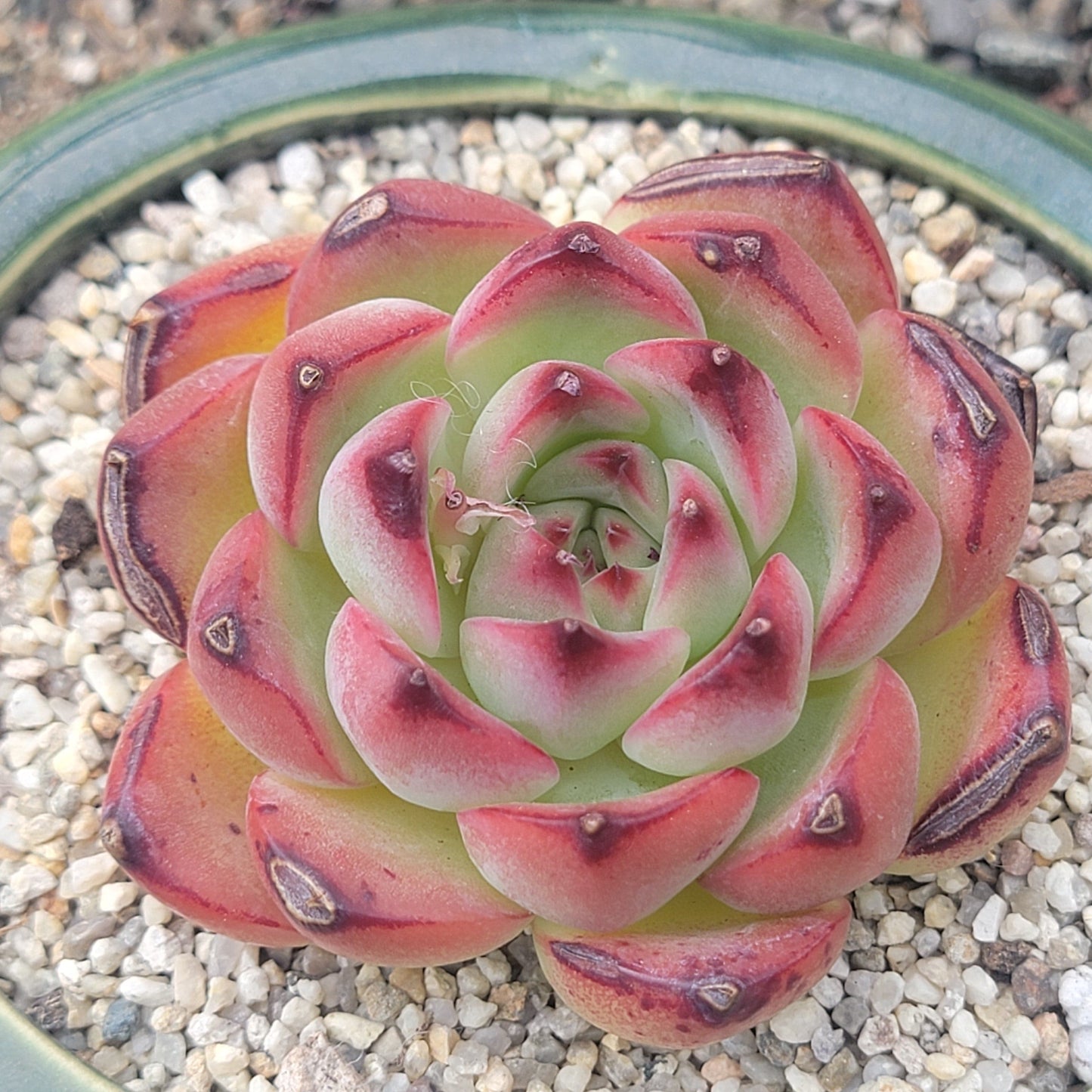 Echeveria 'Fire Pillar' - 3.5 Inch Assorted - Succulent - DesertScapeSucculent