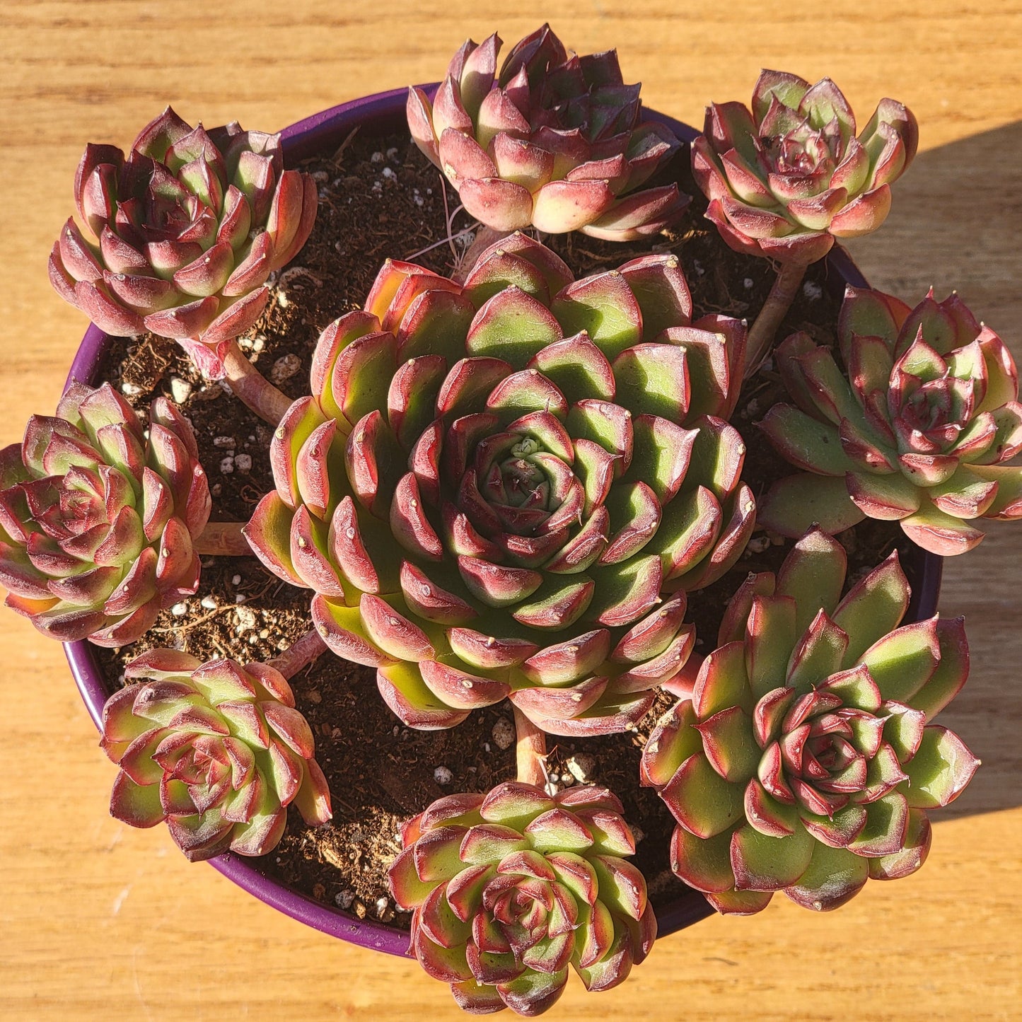 Echeveria 'firefly' - 6 Inch Assorted - Succulent - DesertScapeSucculent