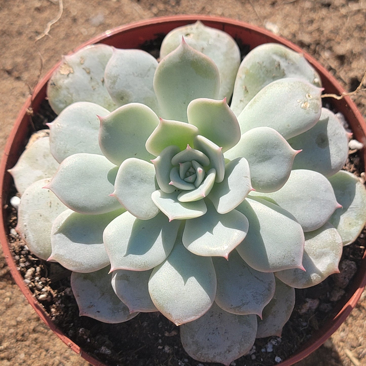 Echeveria 'Fleur Blanc' - 3.5 Inch Assorted - Succulent - DesertScapeSucculent