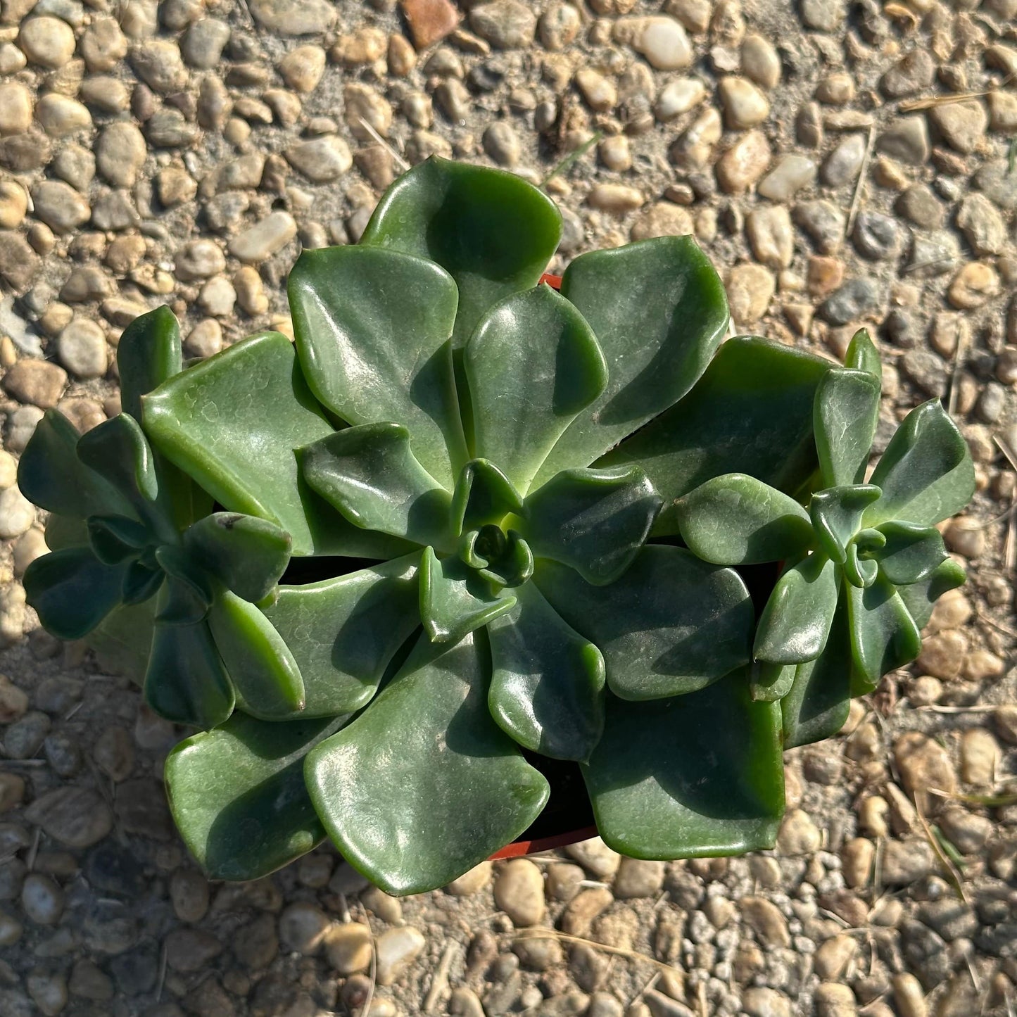 Echeveria 'Goochie' - 4 Inch Assorted - Succulent - DesertScapeSucculent