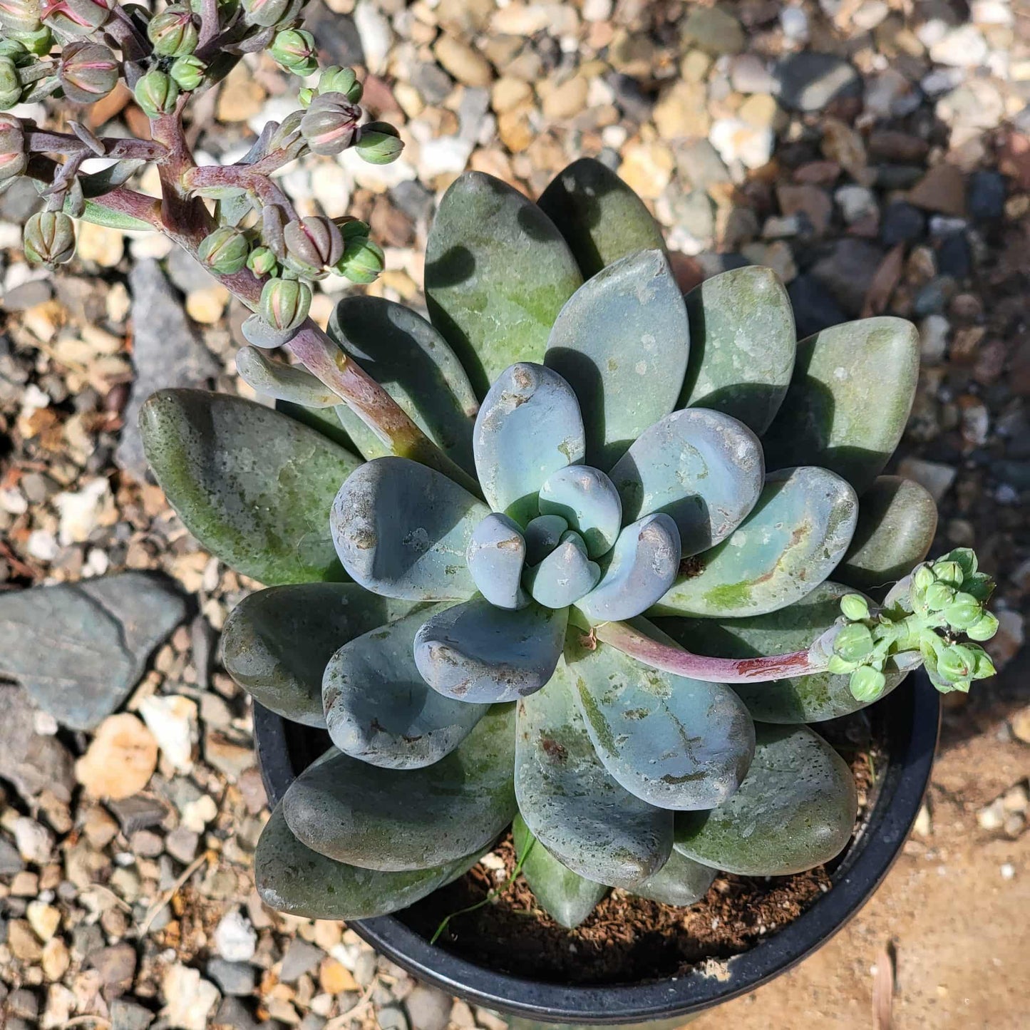 Echeveria haagai 'Tolimanensis' - 4 Inch Assorted - Succulent - DesertScapeSucculent
