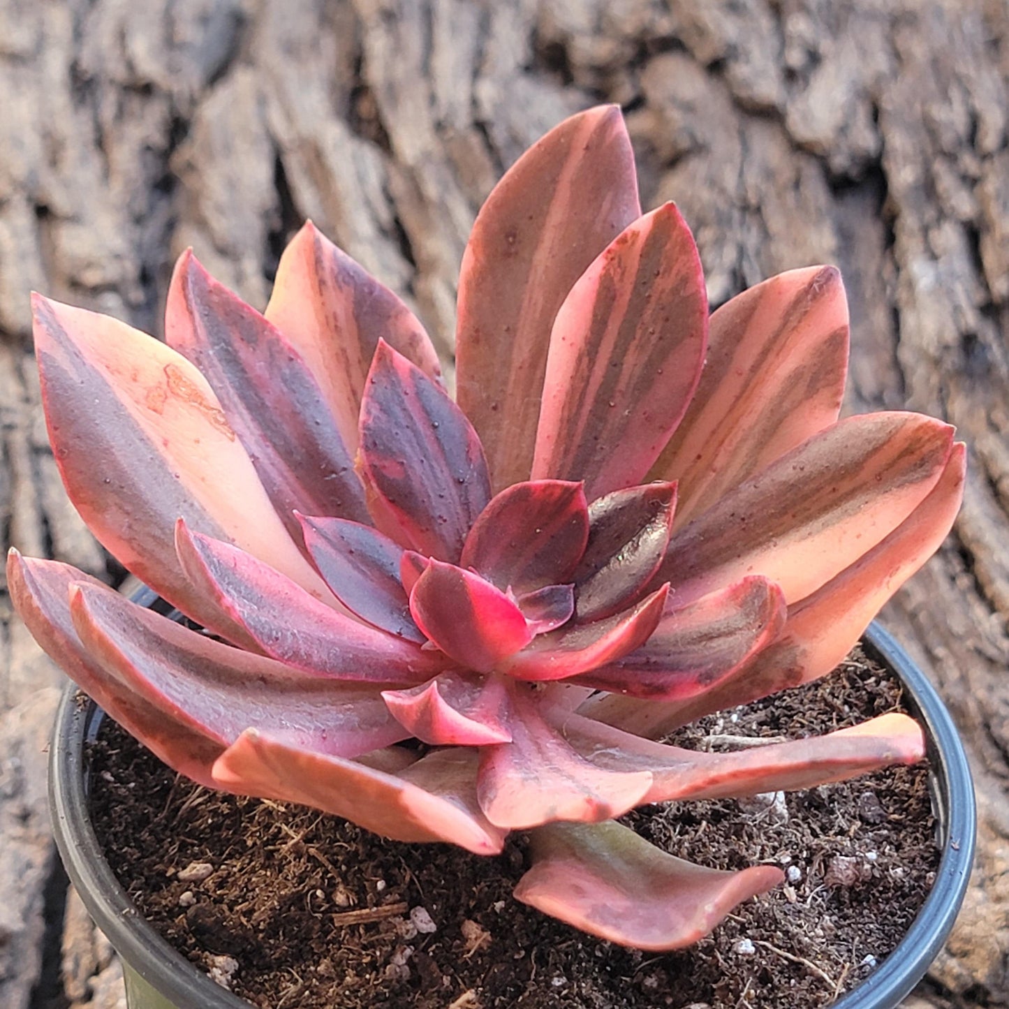 Echeveria 'Hanaikada' Variegated - 4 Inch Variegated - Succulent - DesertScapeSucculent