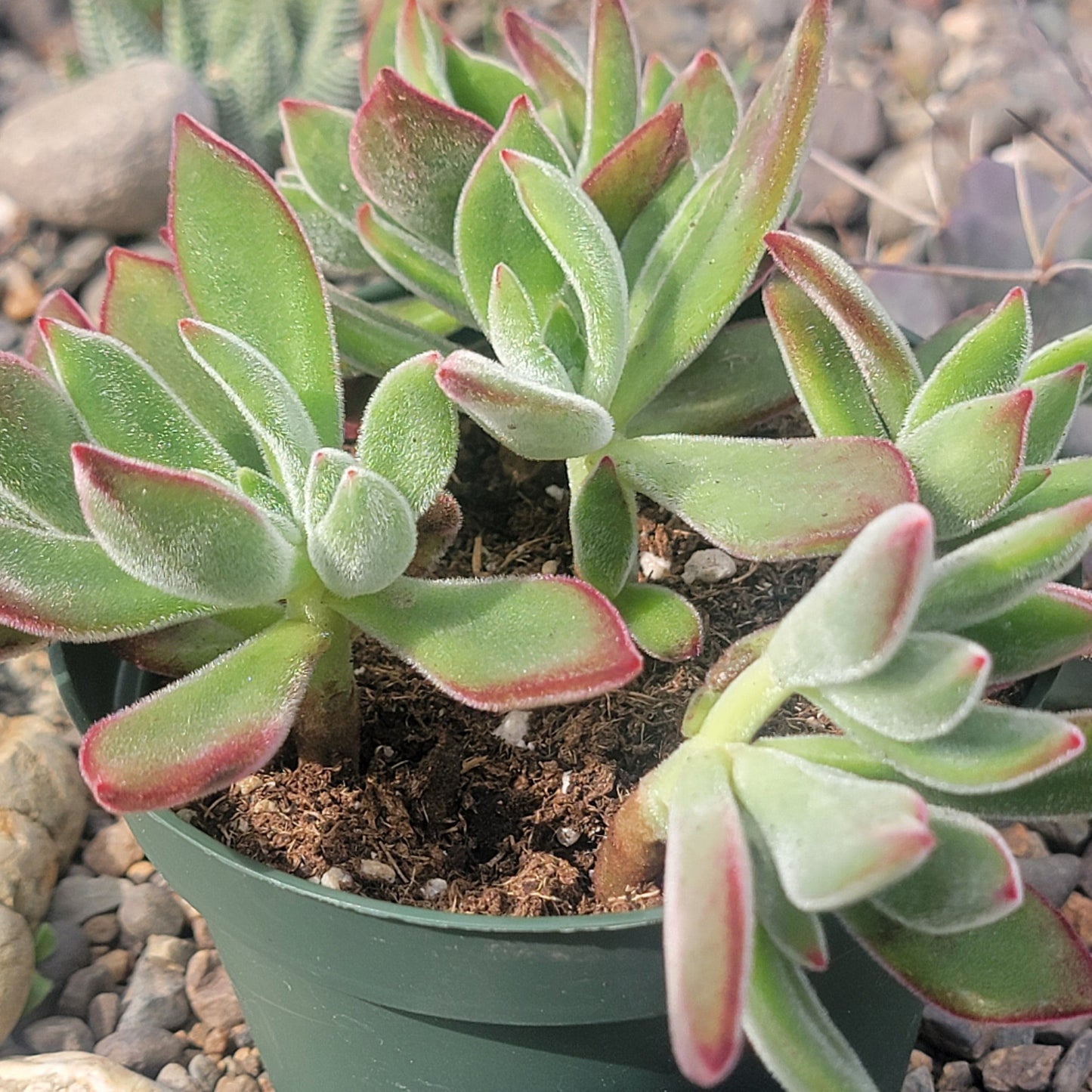 Echeveria Harmsi 'Ruby Slippers' - 4 Inch Assorted - Succulent - DesertScapeSucculent