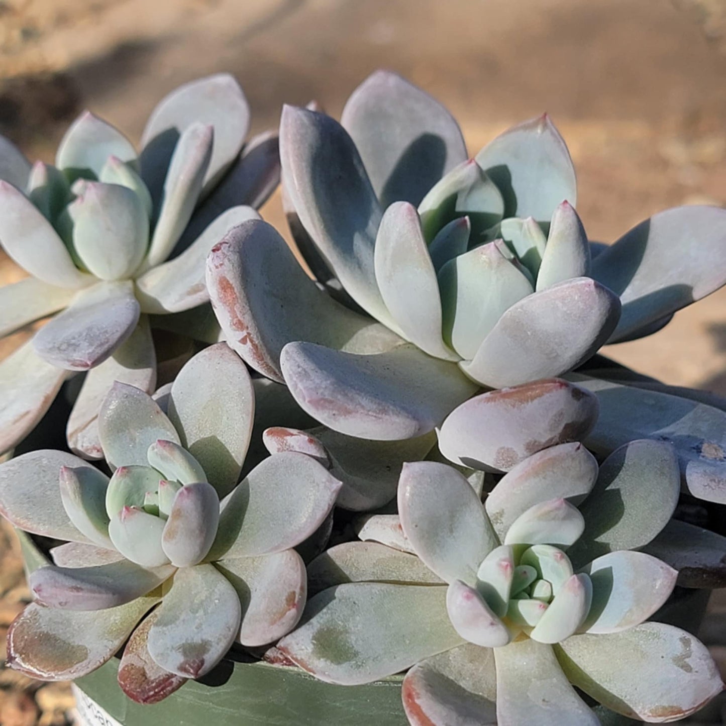 Echeveria 'Hoshikage' - 4 Inch Cluster - Succulent - DesertScapeSucculent