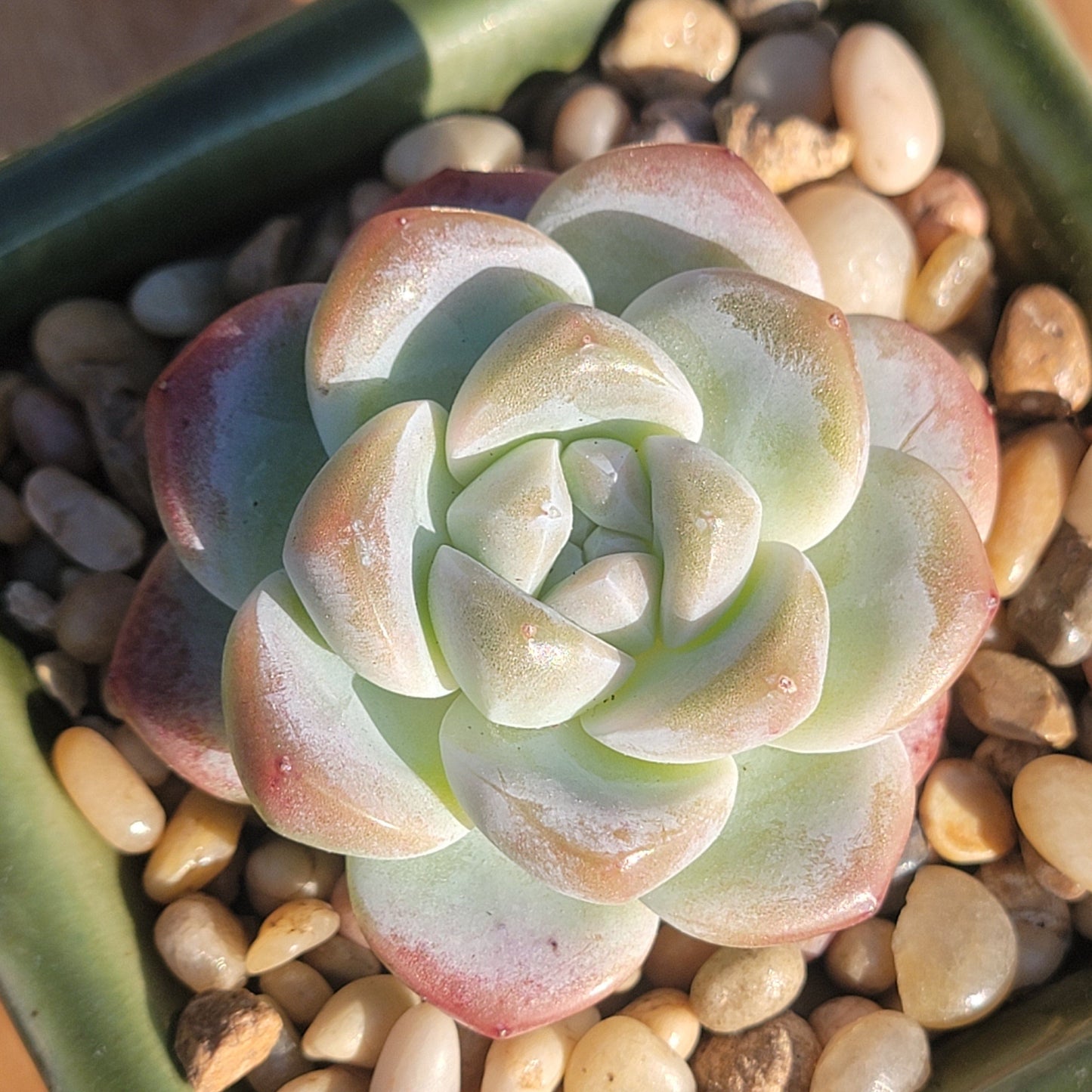 Echeveria 'Ice Green' - 4 Inch Assorted - Succulent - DesertScapeSucculent
