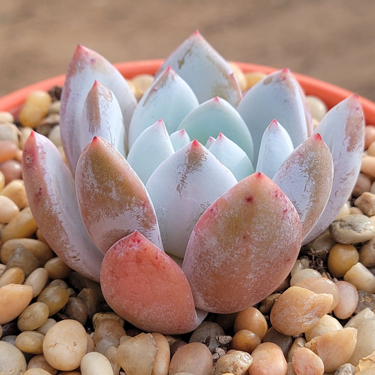 Echeveria 'Ivory' - 4 Inch Assorted - Succulent - DesertScapeSucculent