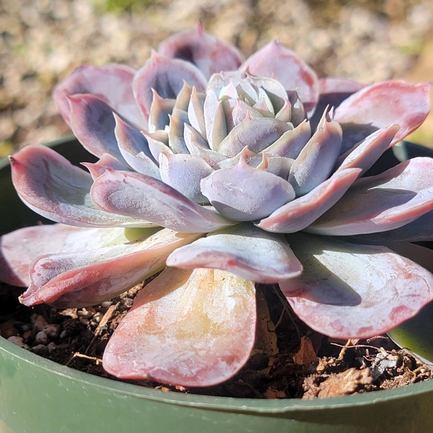 Echeveria 'Japanese Snowball' - 4 Inch Assorted - Succulent - DesertScapeSucculent