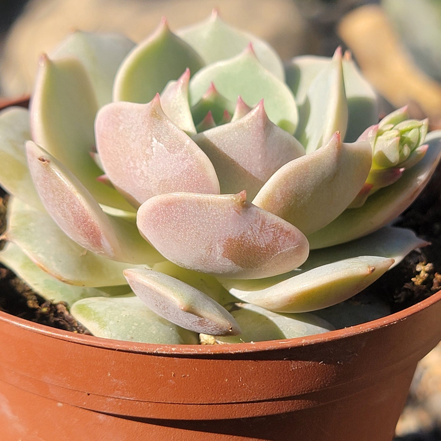 Echeveria 'Lola' - 4 Inch Assorted - Succulent - DesertScapeSucculent