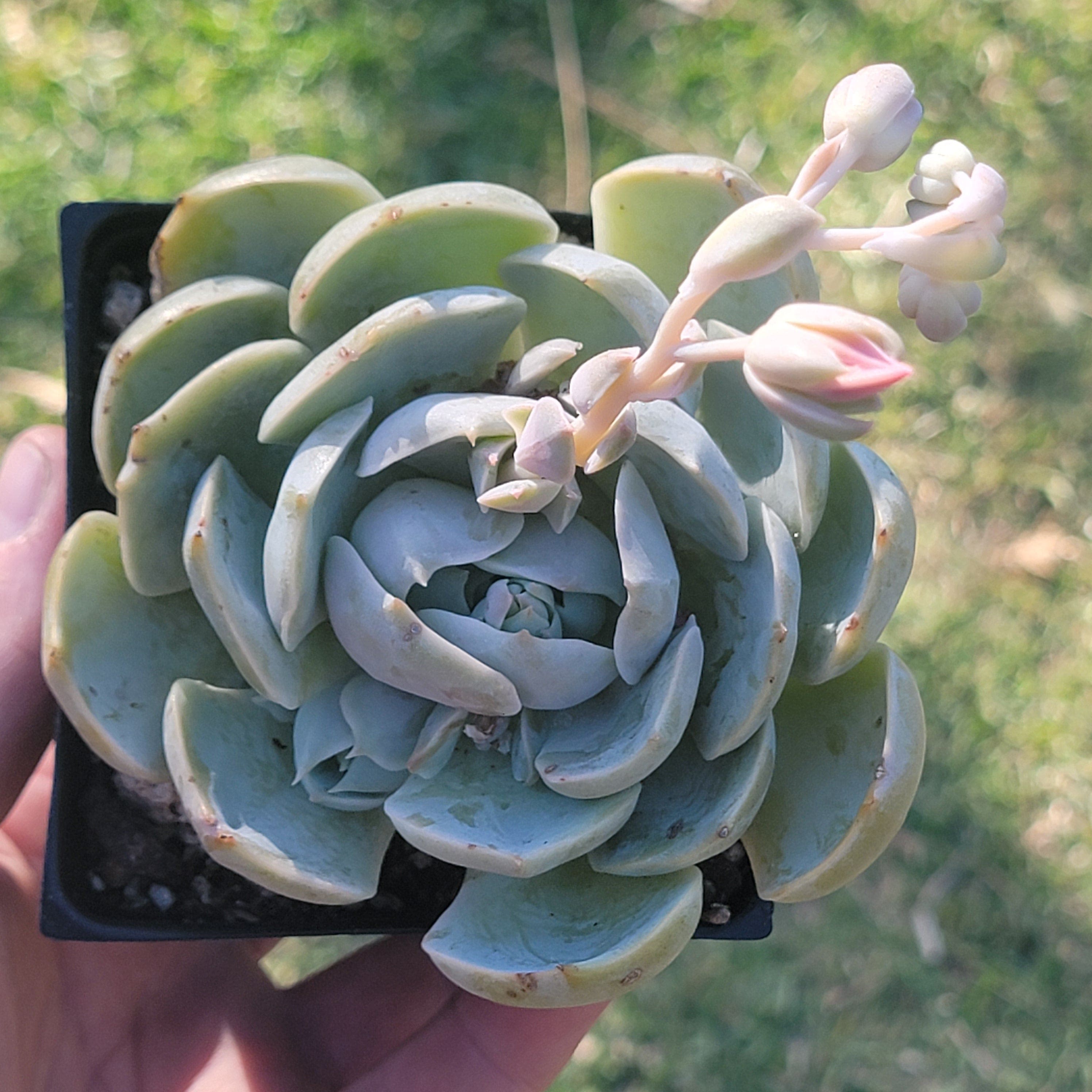 lotus succulent plant Echeveria 'Lotus'