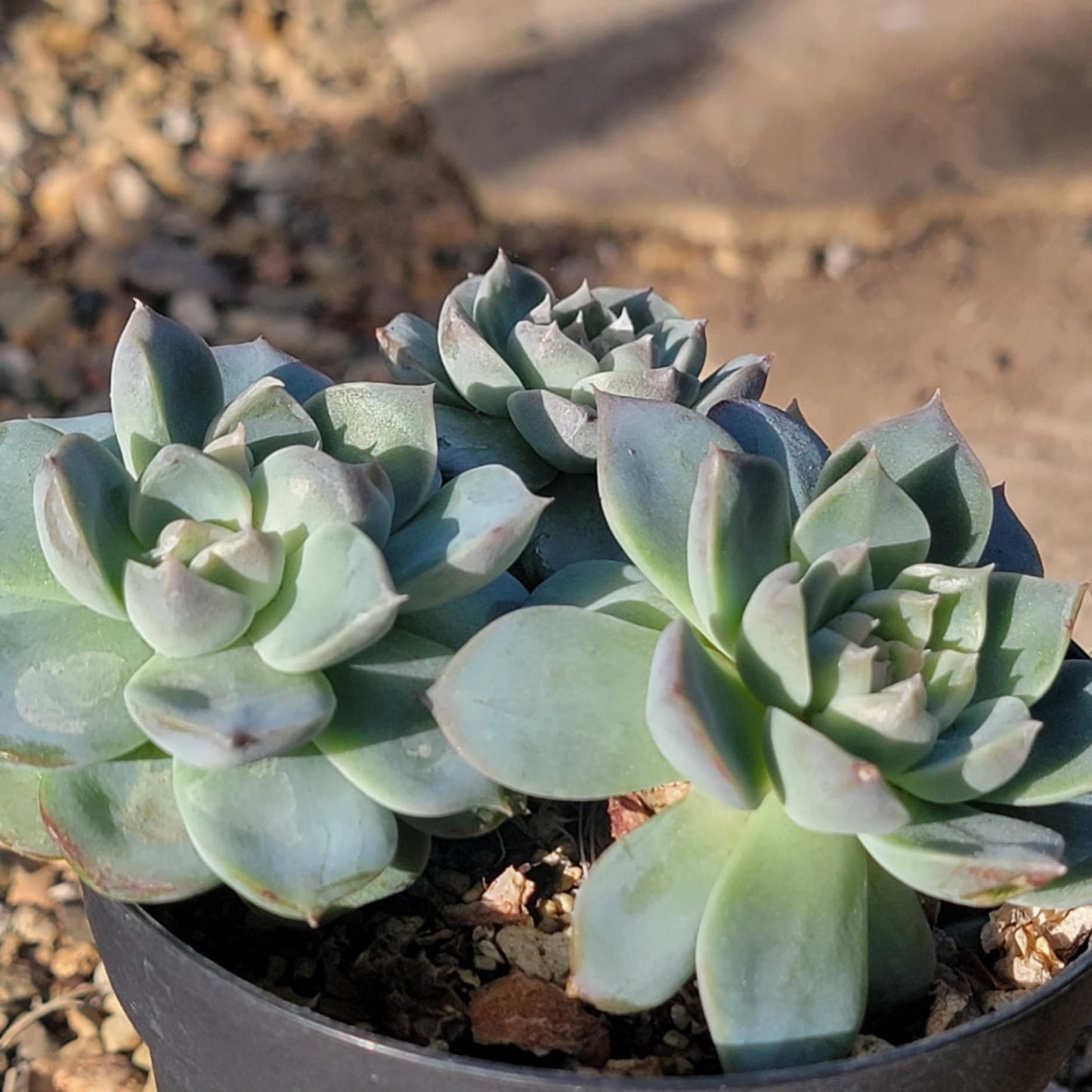 Echeveria 'Lovely Bear' - 4 Inch Cluster - Succulent - DesertScapeSucculent