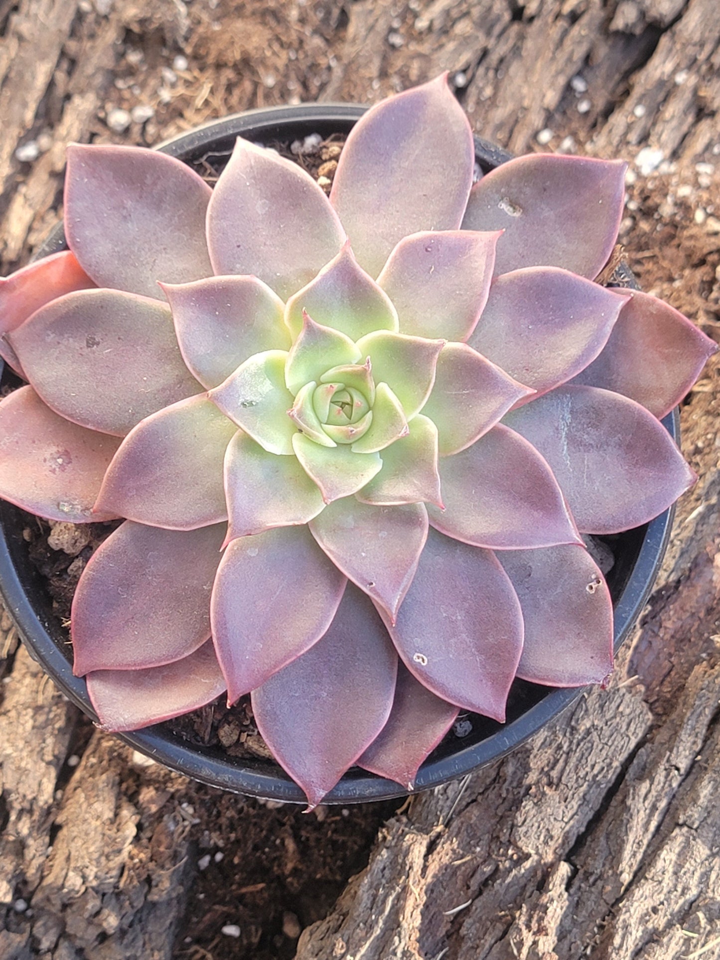 Echeveria 'Madiba' sp 'Guerlain' - 5" Single - Succulent - DesertScapeSucculent