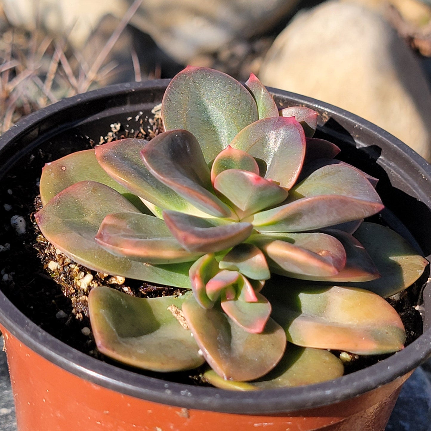 Echeveria 'Melaco' - 4 Inch Assorted - Succulent - DesertScapeSucculent