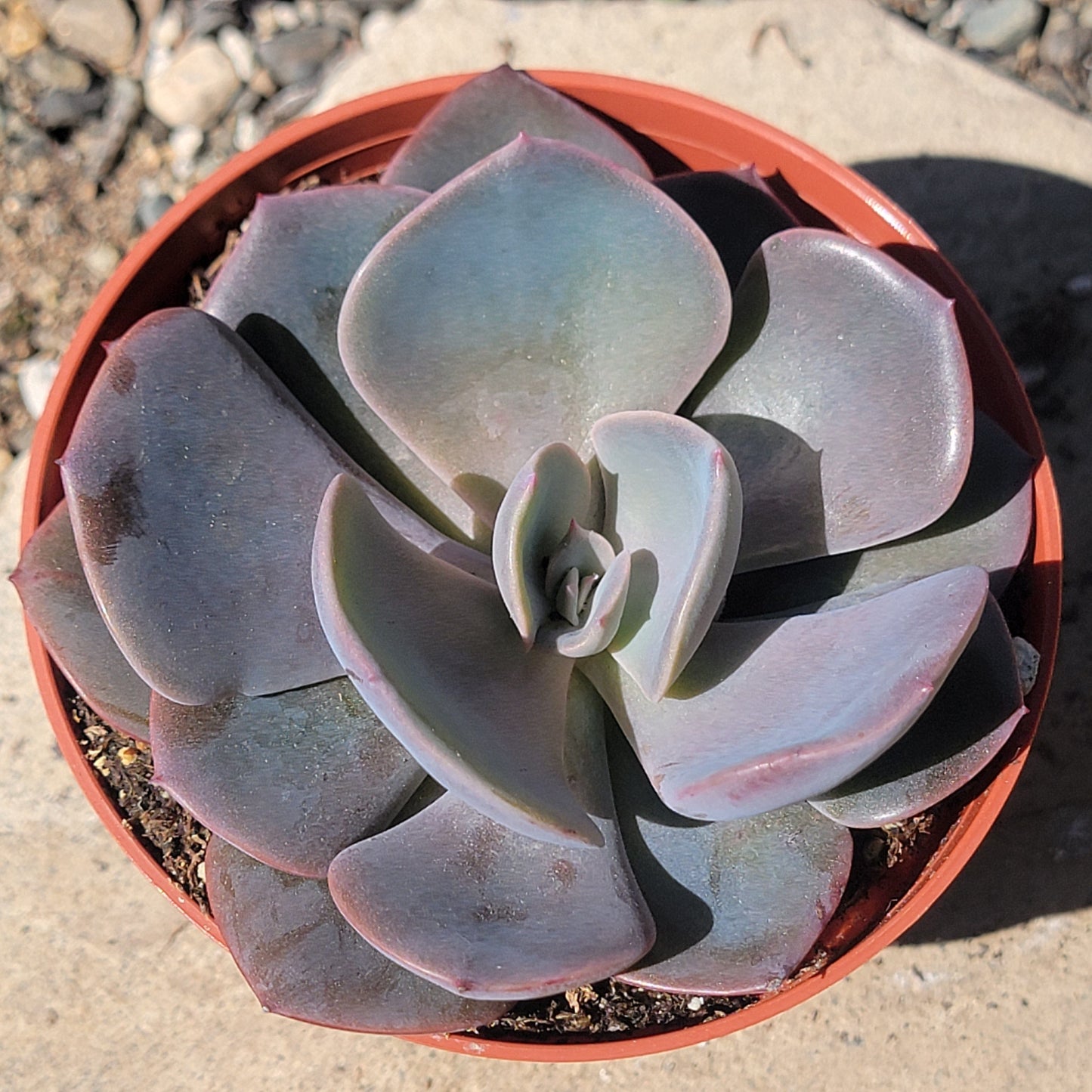 Echeveria 'Metallica Hybrid' - 4 Inch Assorted - Succulent - DesertScapeSucculent
