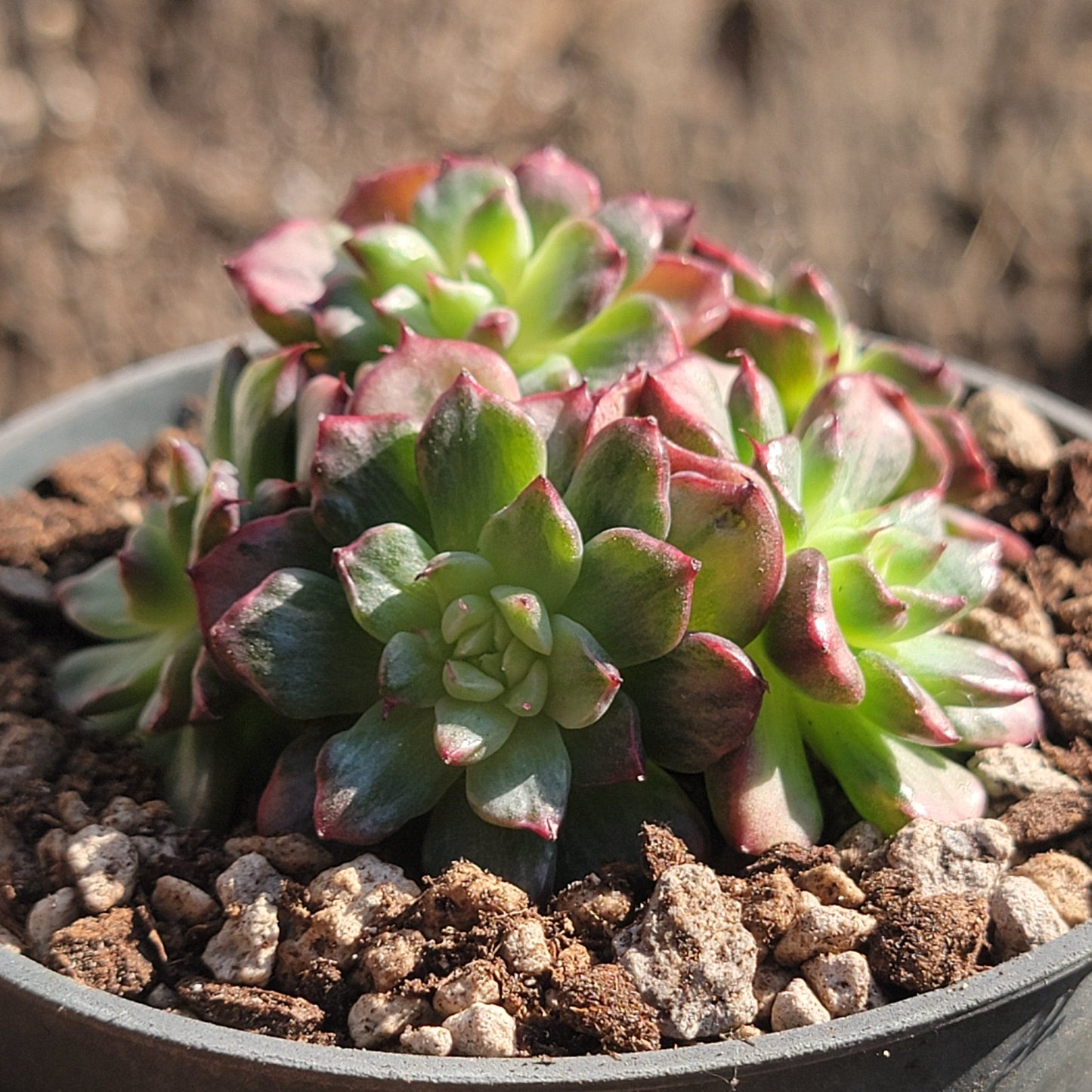 Echeveria 'Miracle'. - 4 Inch Var Cluster - Succulent - DesertScapeSucculent