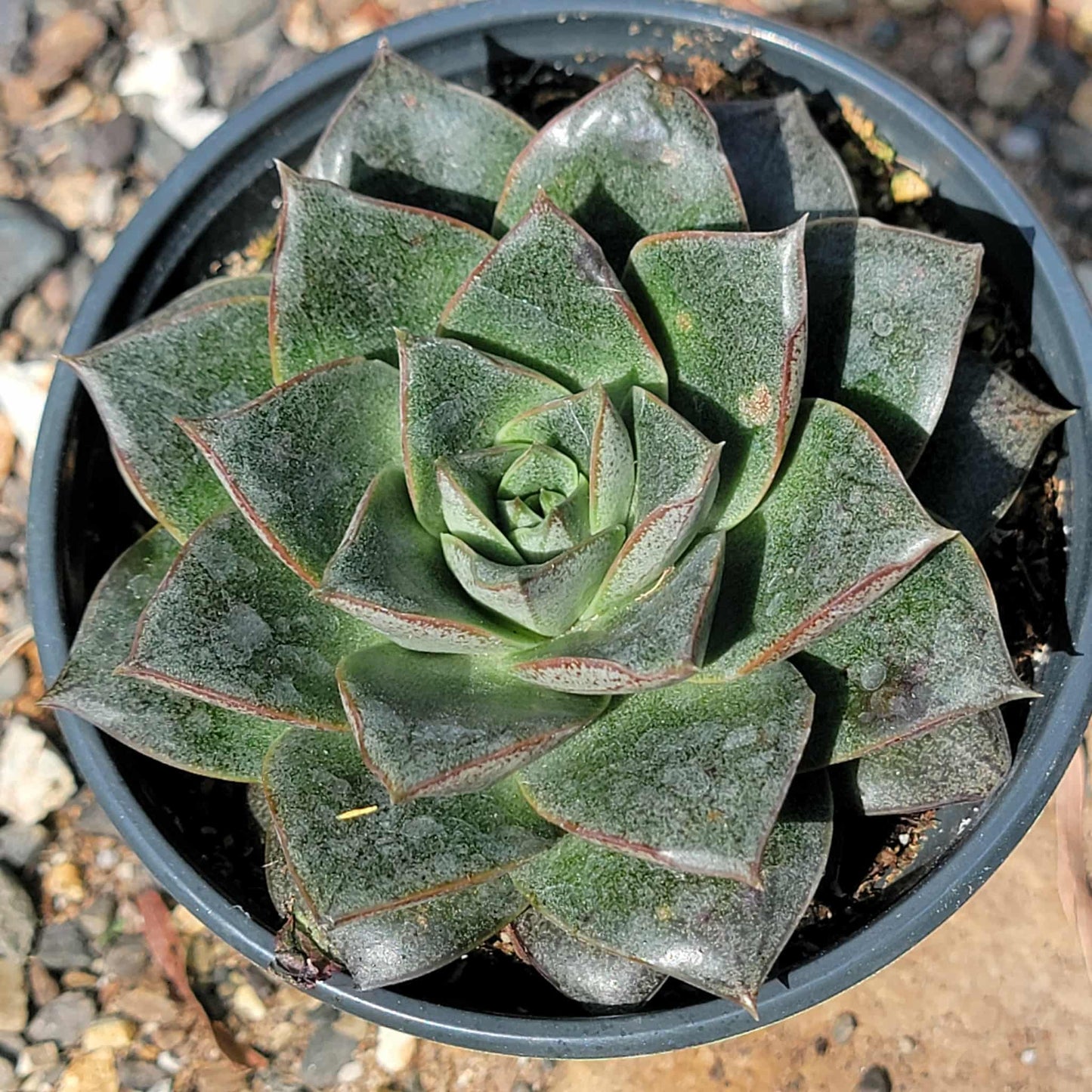 Echeveria moranii 'Purpureum' - 4 Inch Assorted - Succulent - DesertScapeSucculent