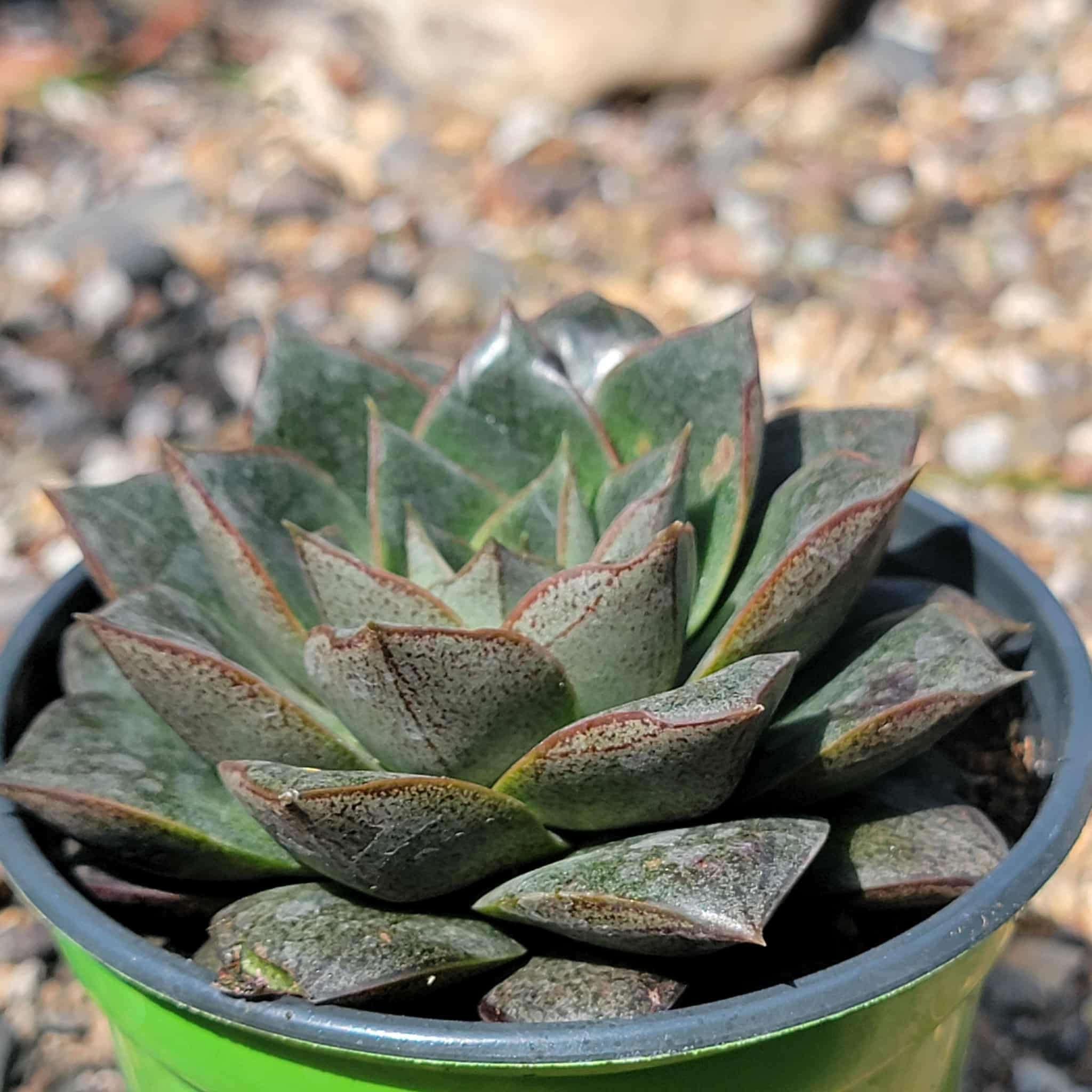 purpureum succulent Echeveria moranii 'Purpureum'