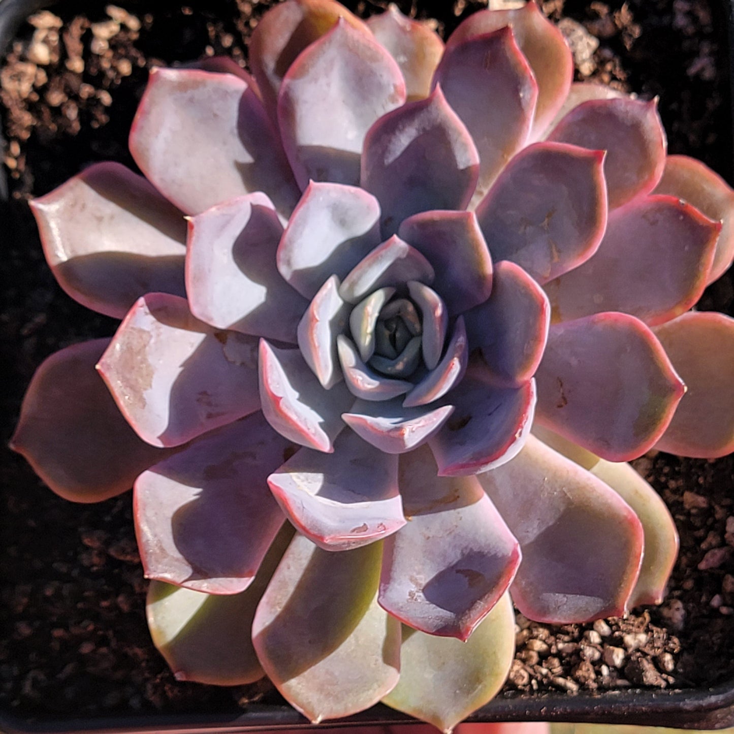DesertScapeSucculent Succulent Echeveria 'Orion'
