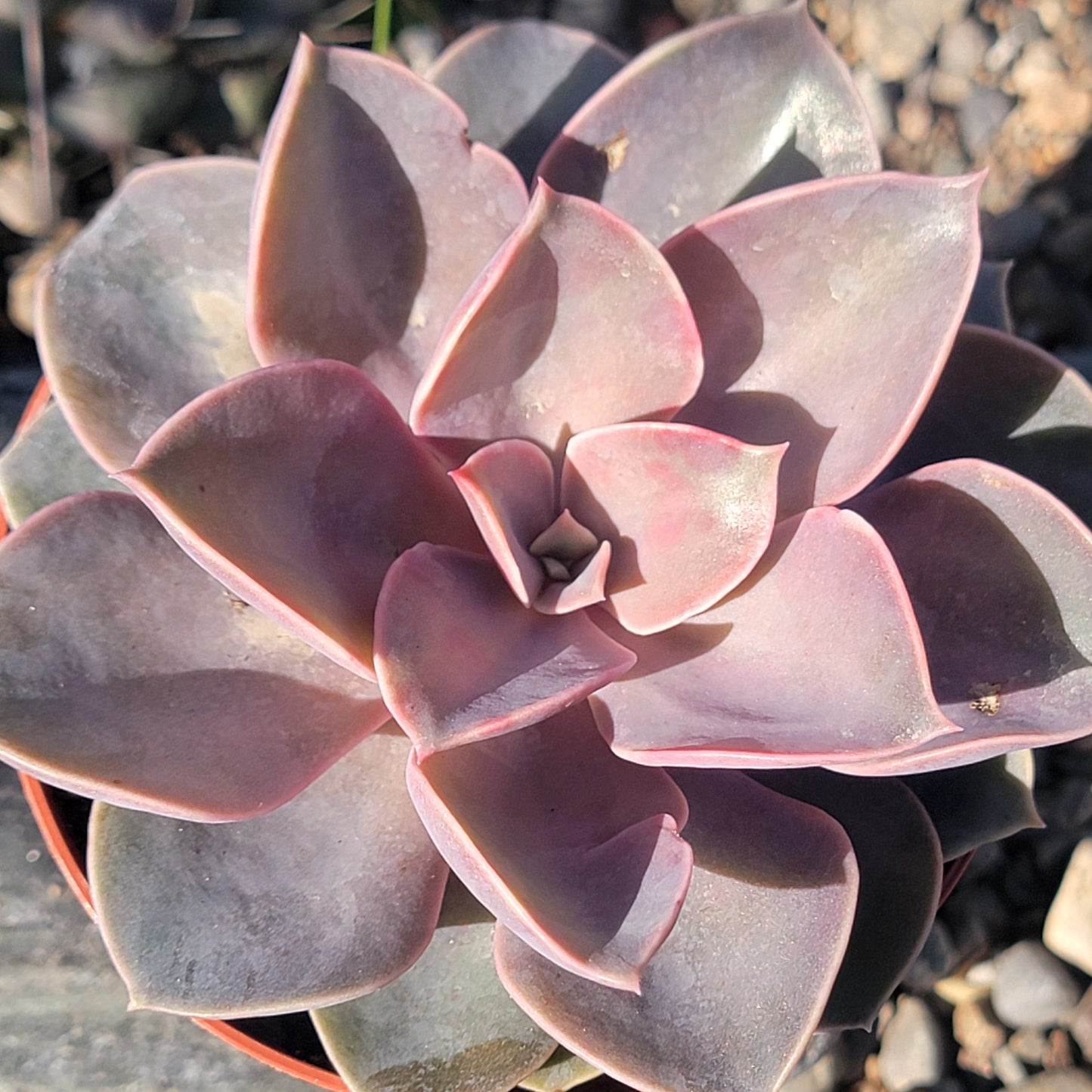 Echeveria 'Purple Pearl' - 4 Inch Assorted - Succulent - DesertScapeSucculent