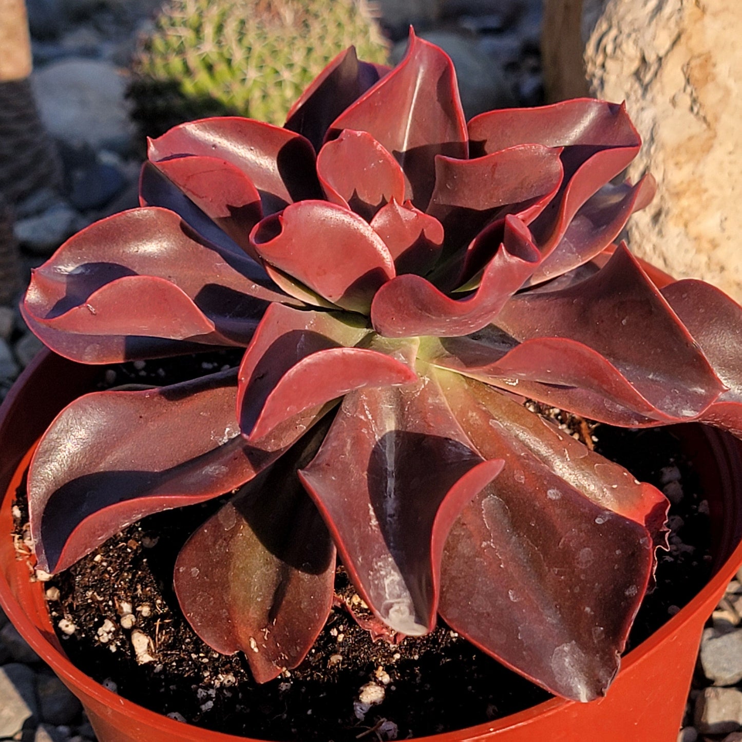 Echeveria 'Red Baron' - 6 Inch Assorted - Succulent - DesertScapeSucculent